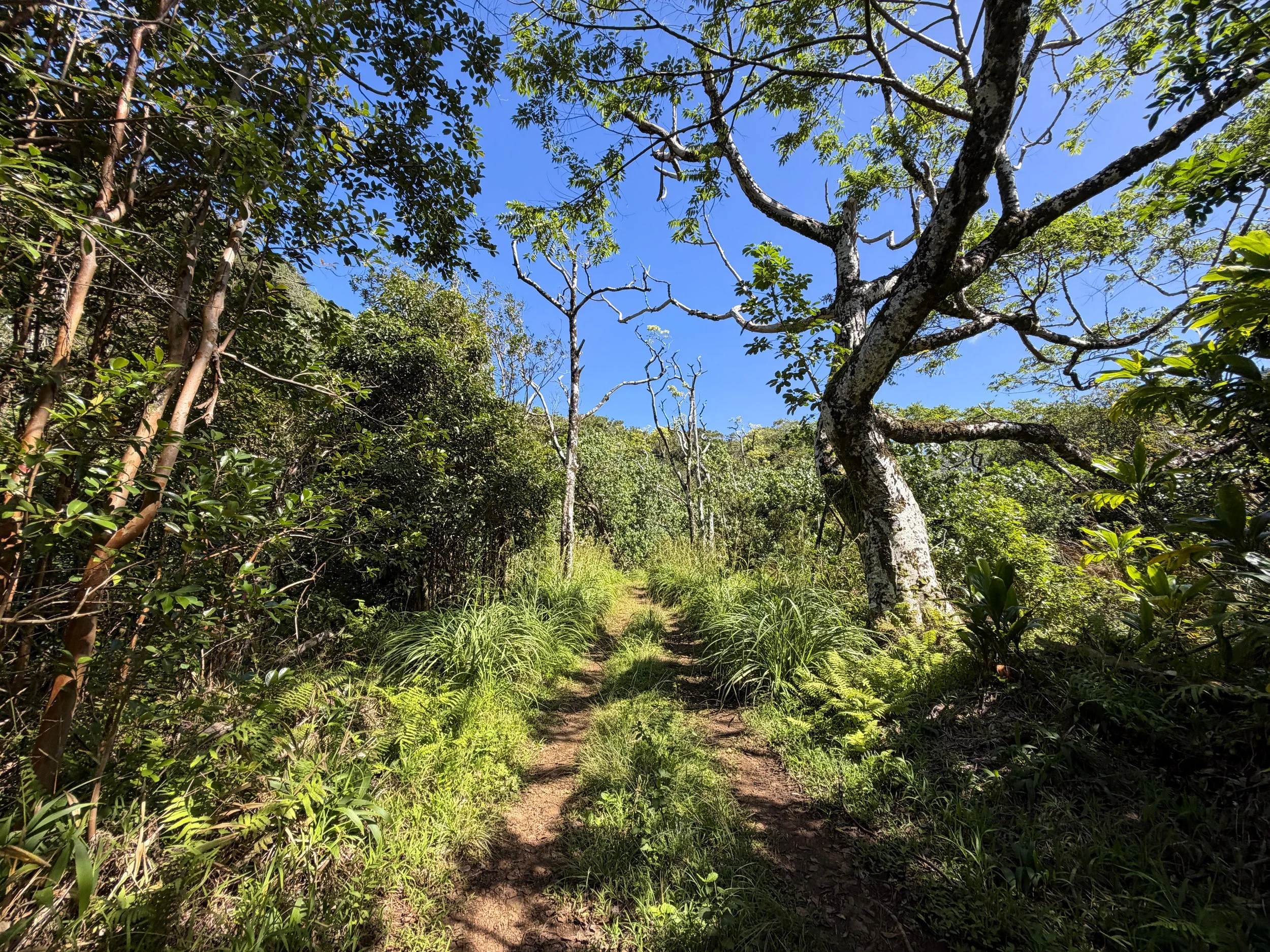 Kulanaahane Trail Moanalua Valley Oahu Hawaii