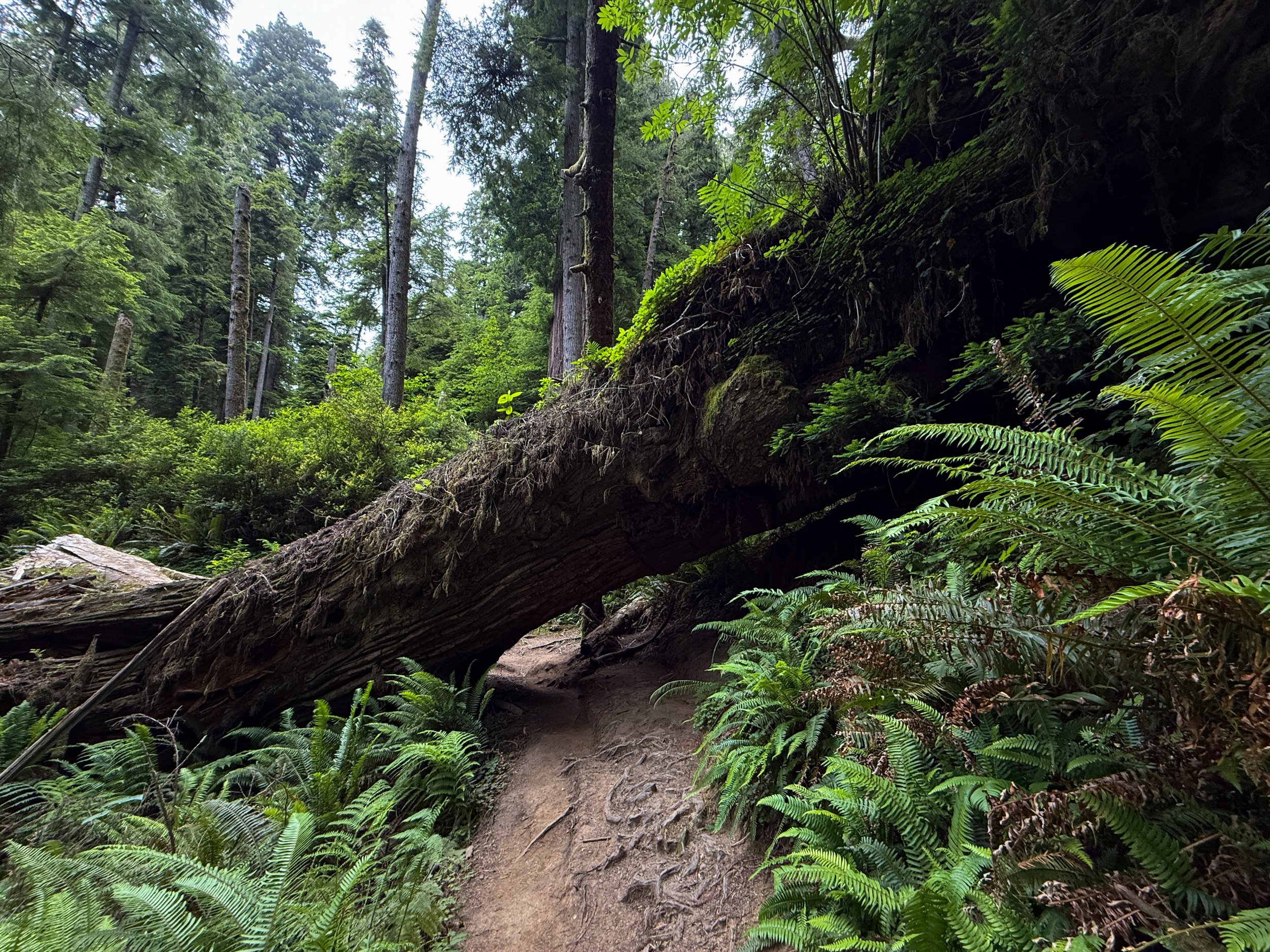 Boy Scout Tree Trail to Fern Falls Jedediah Smith Redwoods State Park California