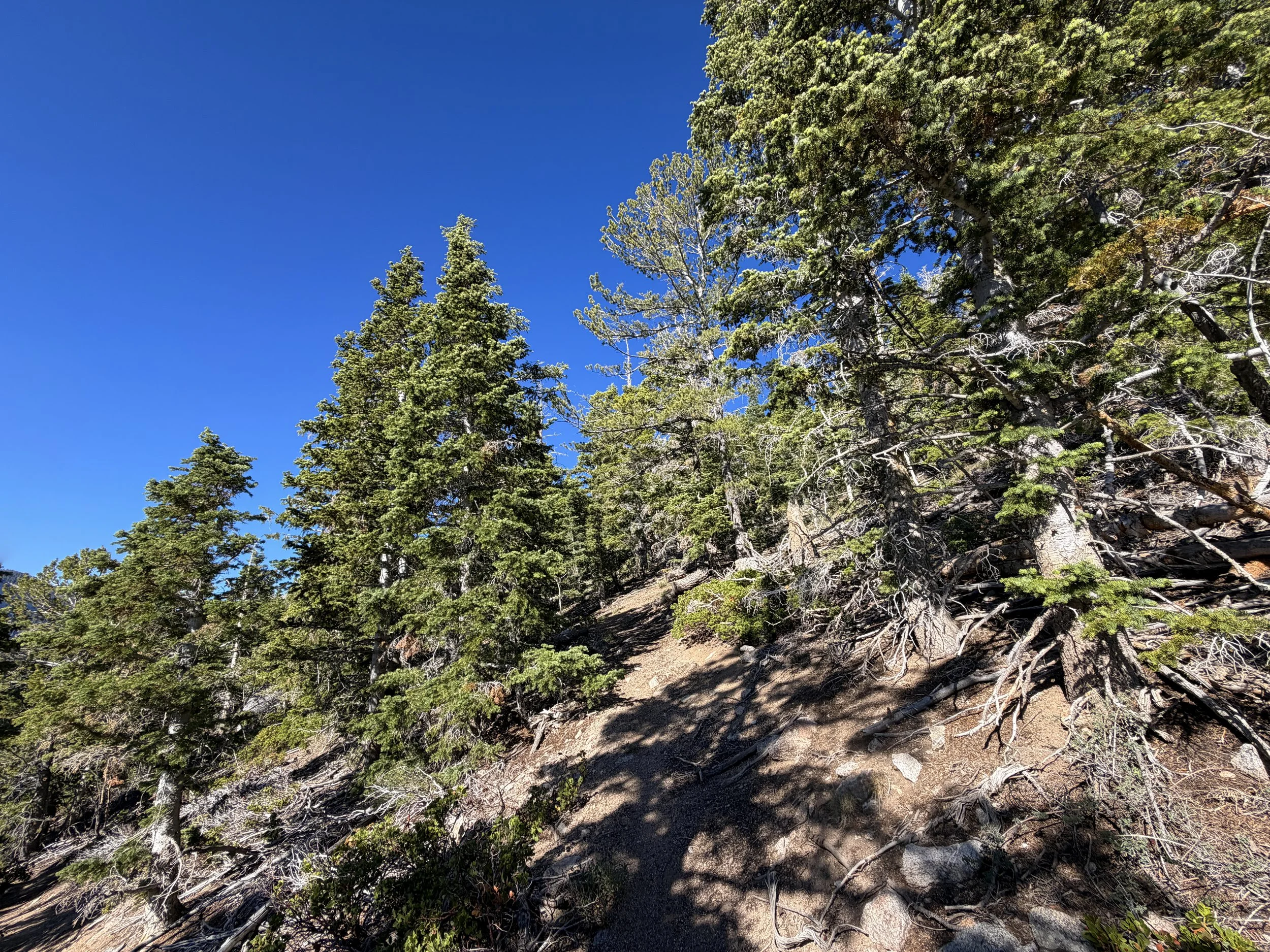 Snake Divide Trail to Mt Washington Great Basin National Park Nevada