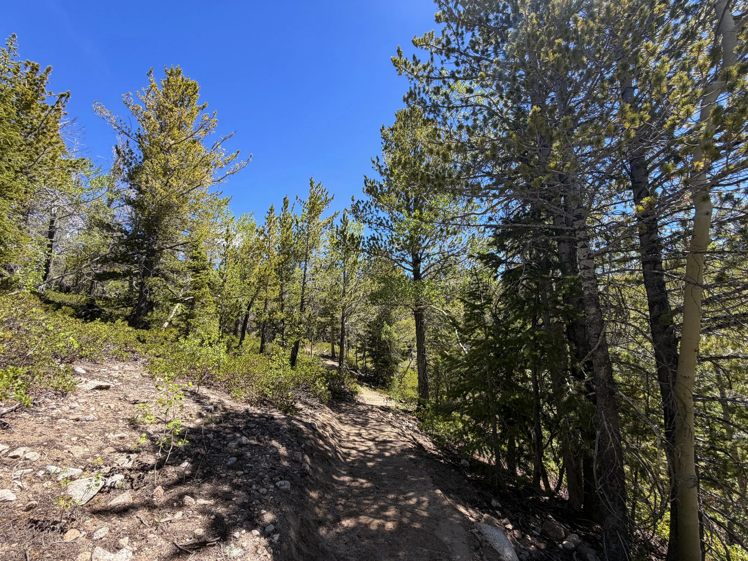 Dead Lake Trail Great Basin National Park Nevada