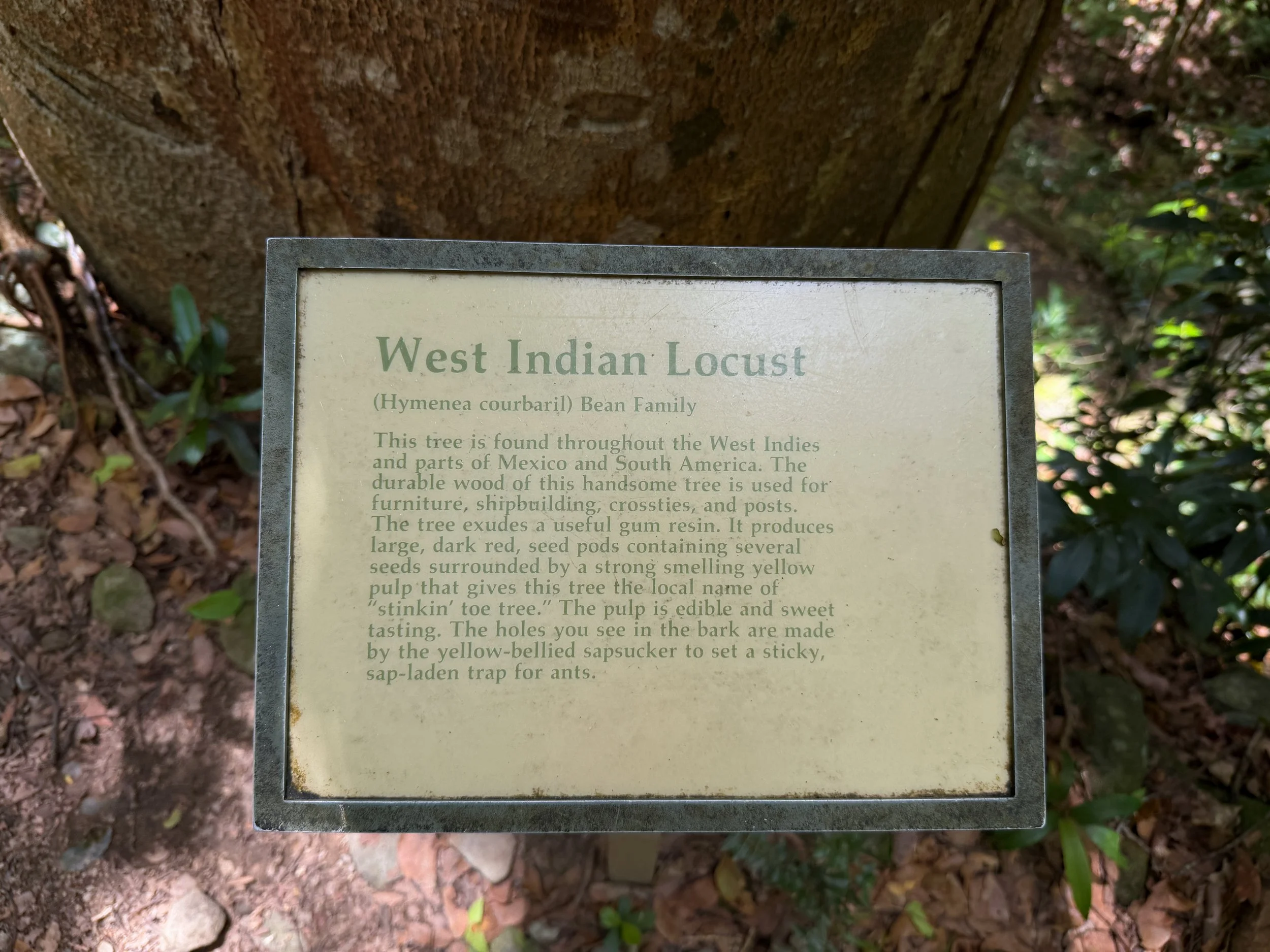 Reef Bay Trail Virgin Islands National Park