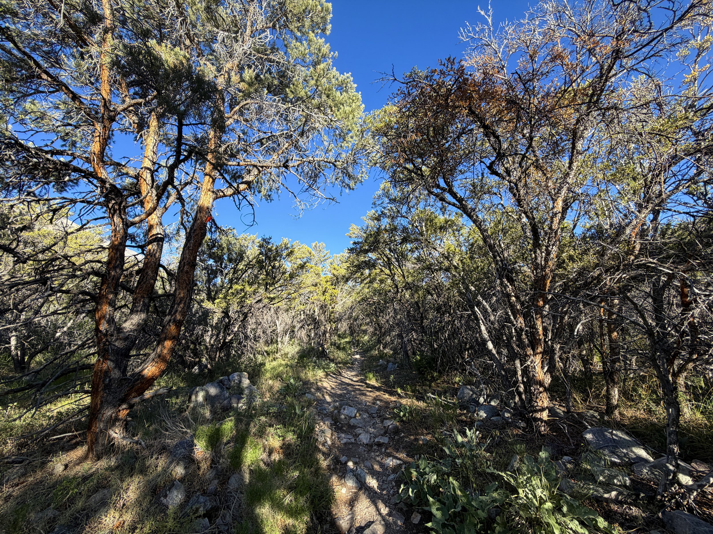 Lehman Creek Trail Great Basin National Park Nevada