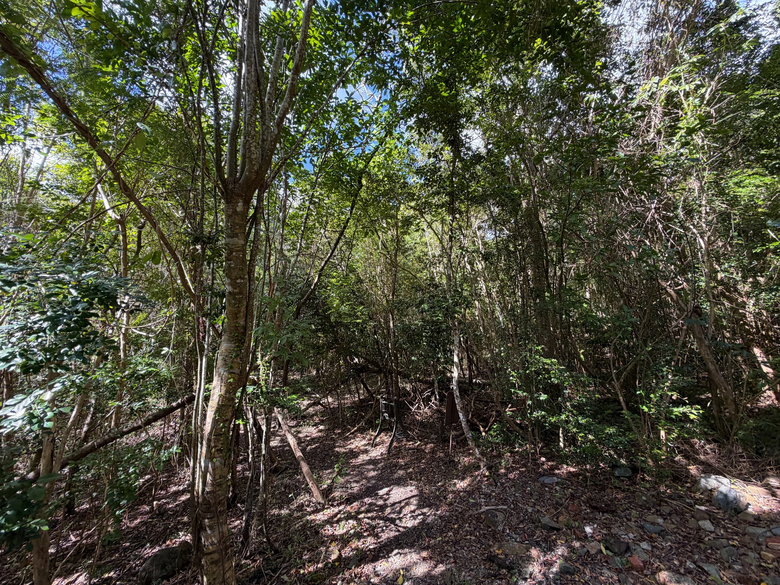 Great Sieben Trail Virgin Islands National Park