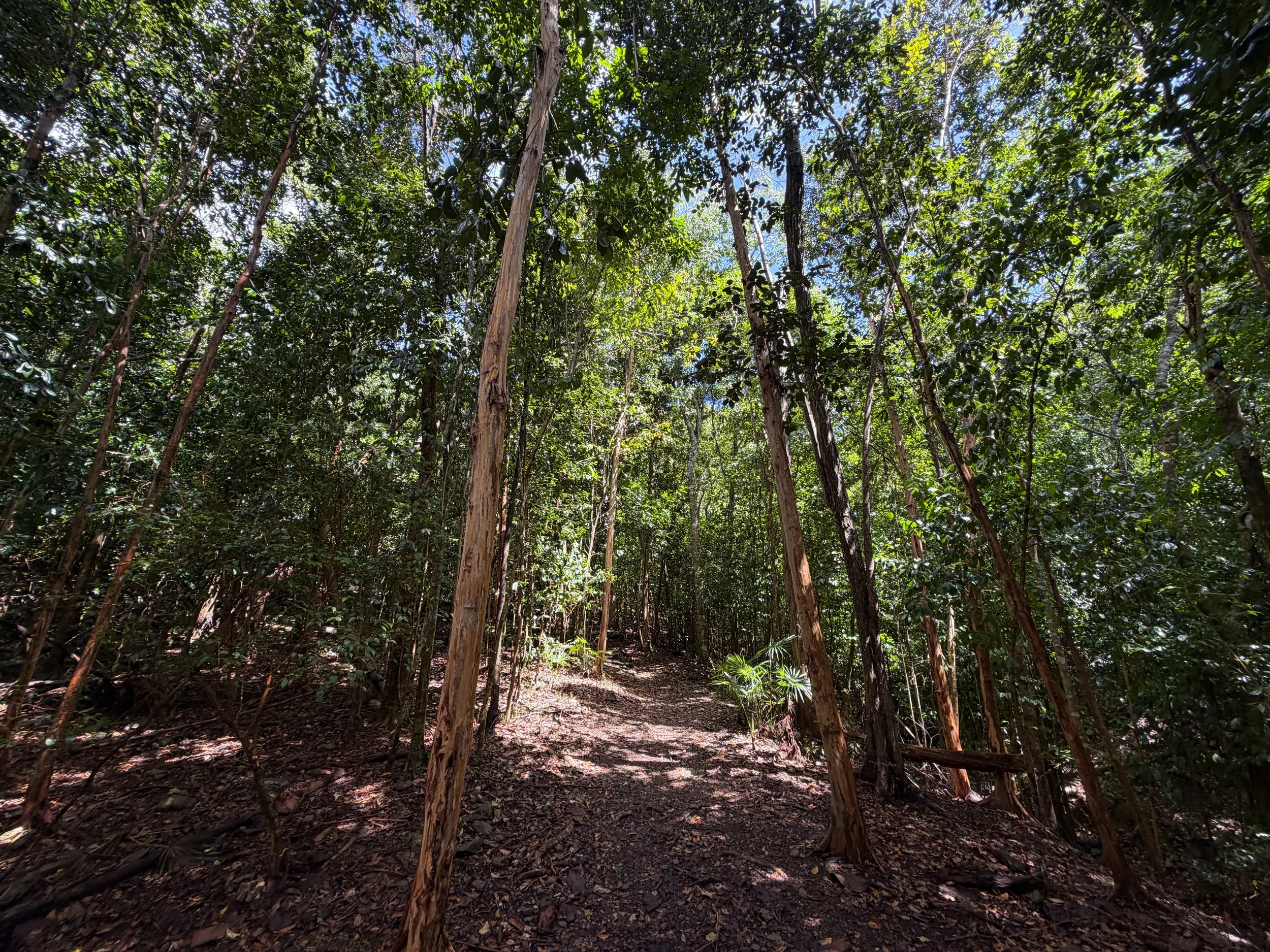 Cinnamon Bay Loop Hike Virgin Islands National Park