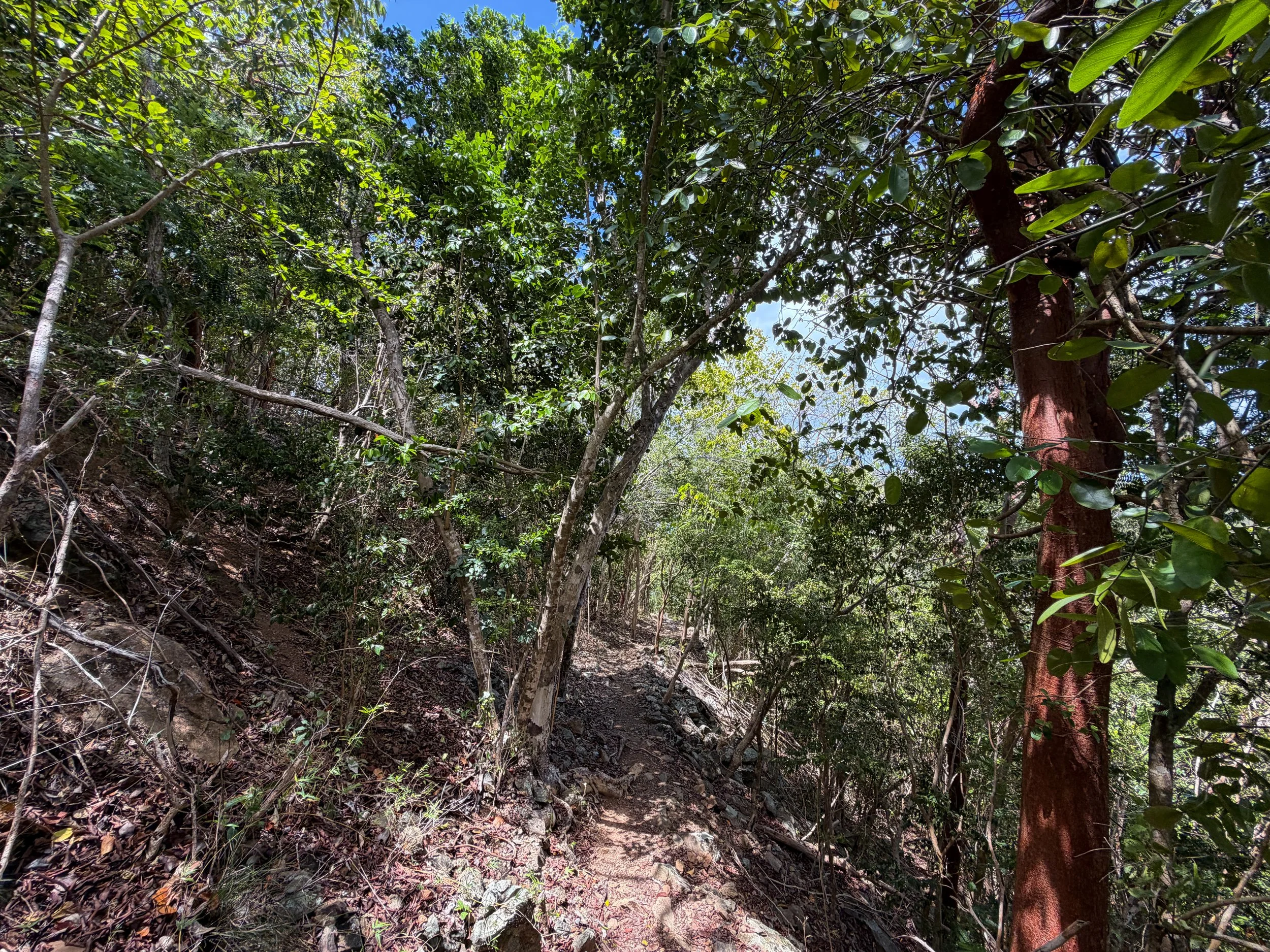 Maria Hope Trail Virgin Islands National Park