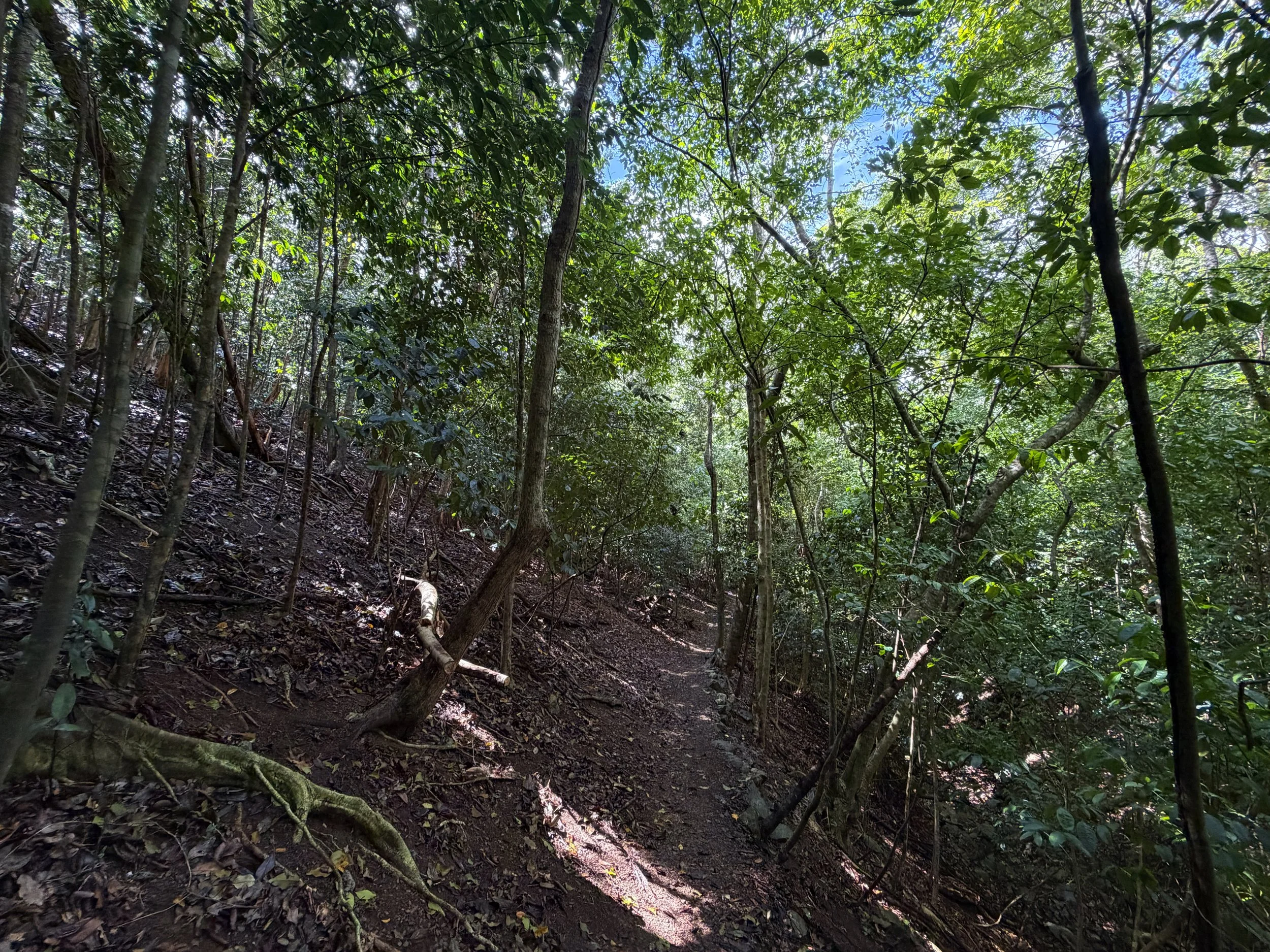 Cinnamon Bay Loop Trail Virgin Islands National Park