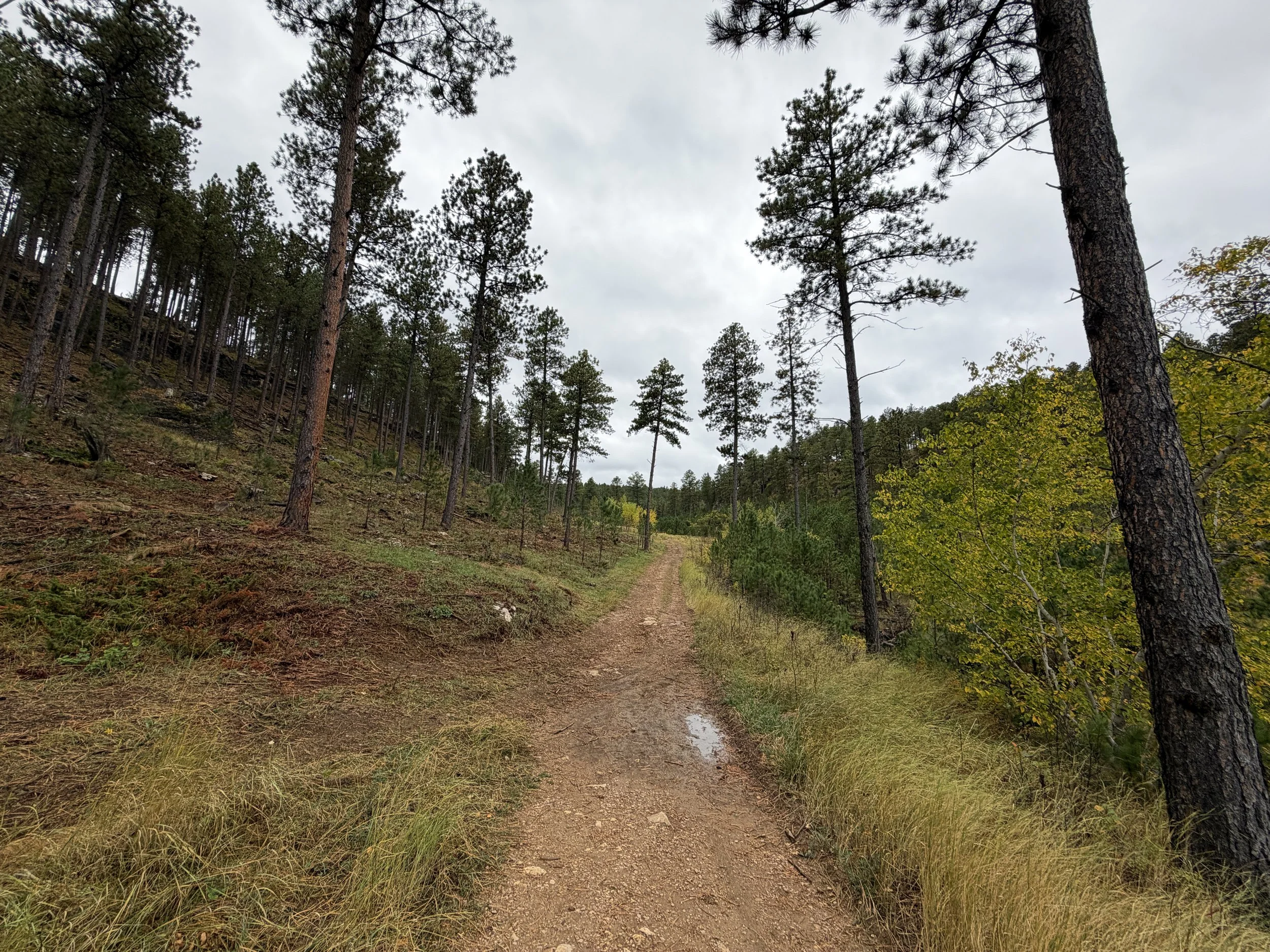 Buzzards Roost Trail Black Hills South Dakota