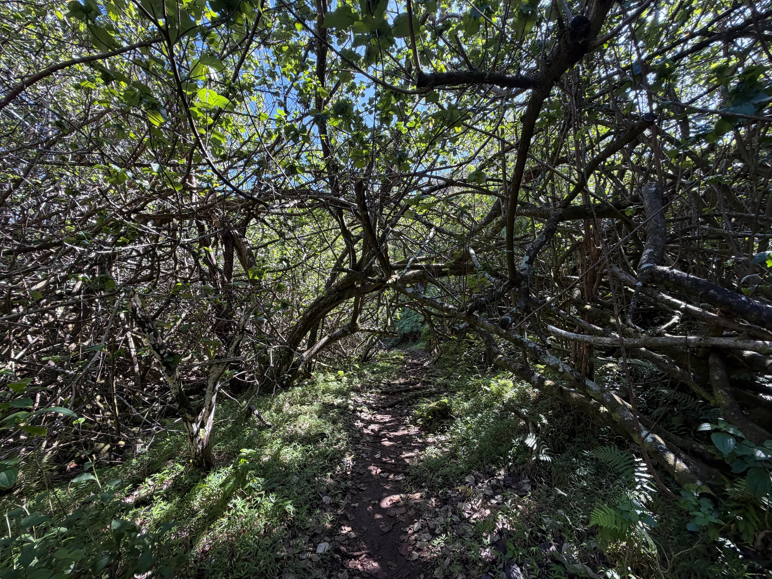 Kulanaahane Trail Oahu Hawaii