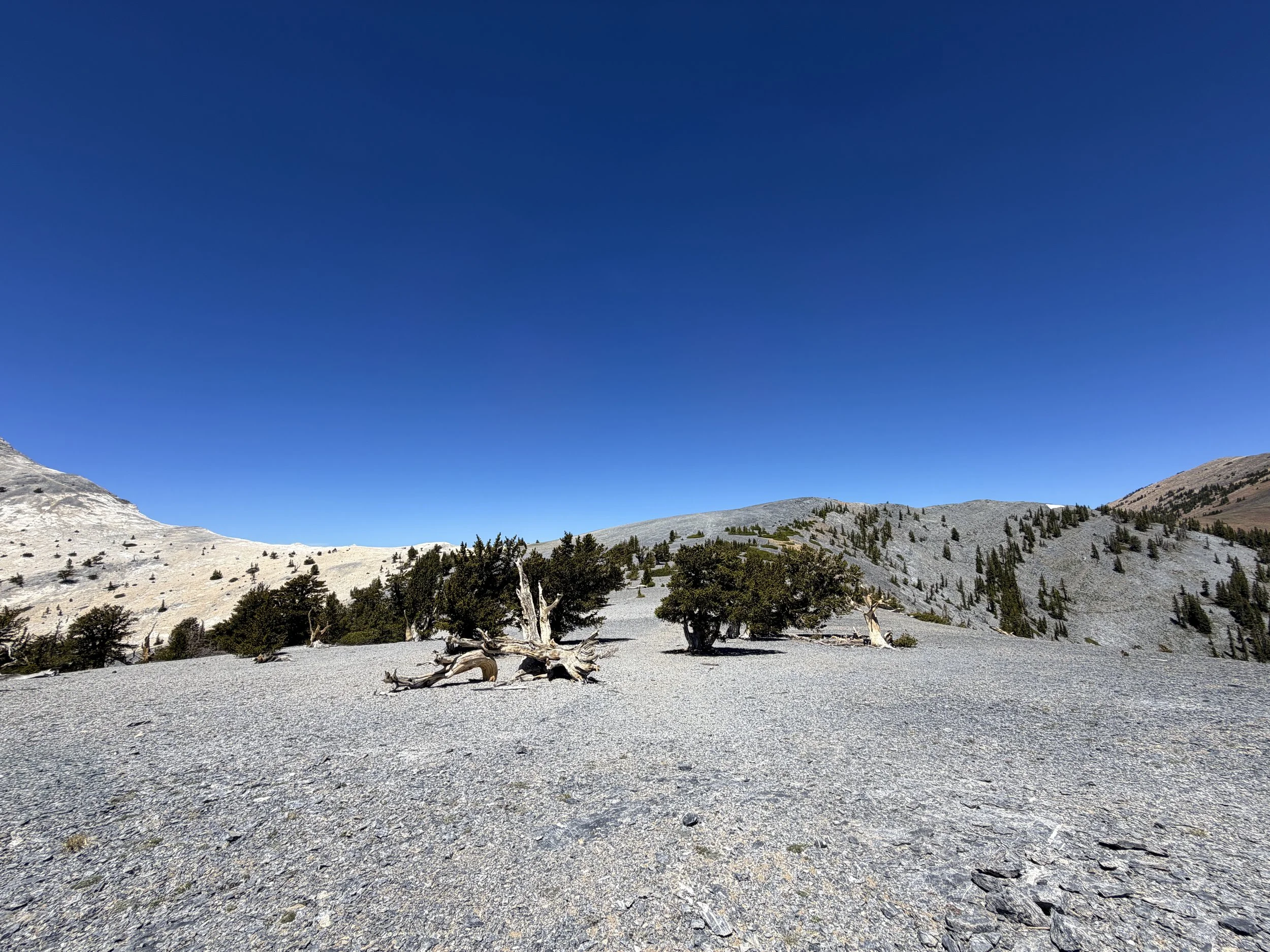 Magic Grove Snake Divide Trail Great Basin National Park Nevada
