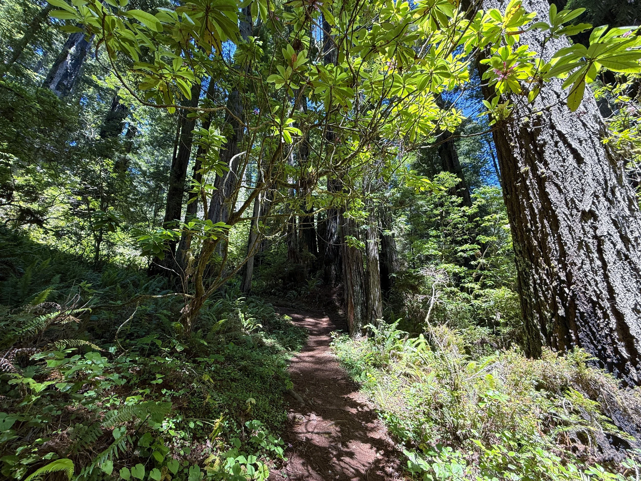 Hope Creek–Ten Taypo Loop Trail Prairie Creek Redwoods State Park California