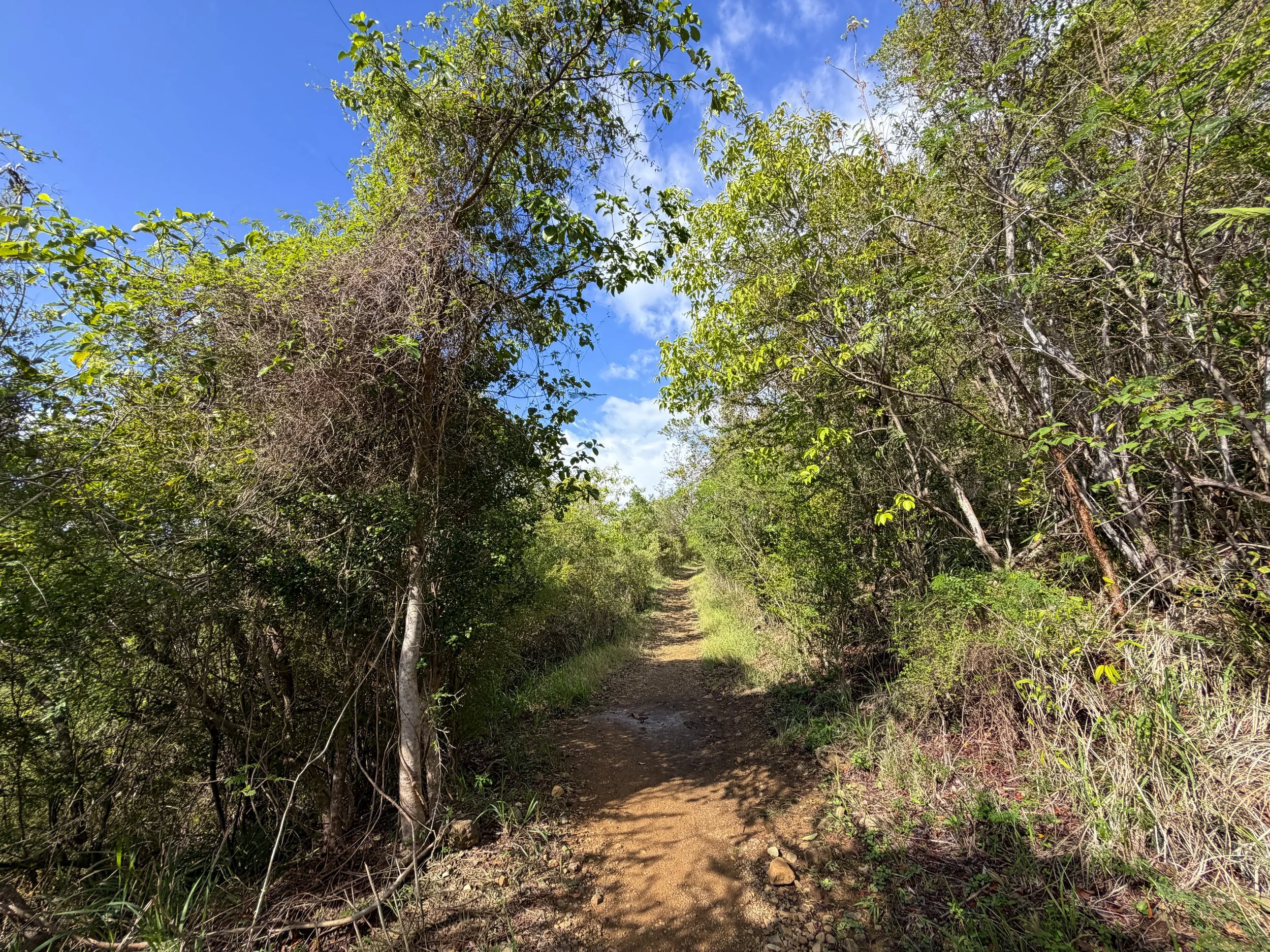 Lind Point Hike Virgin Islands National Park