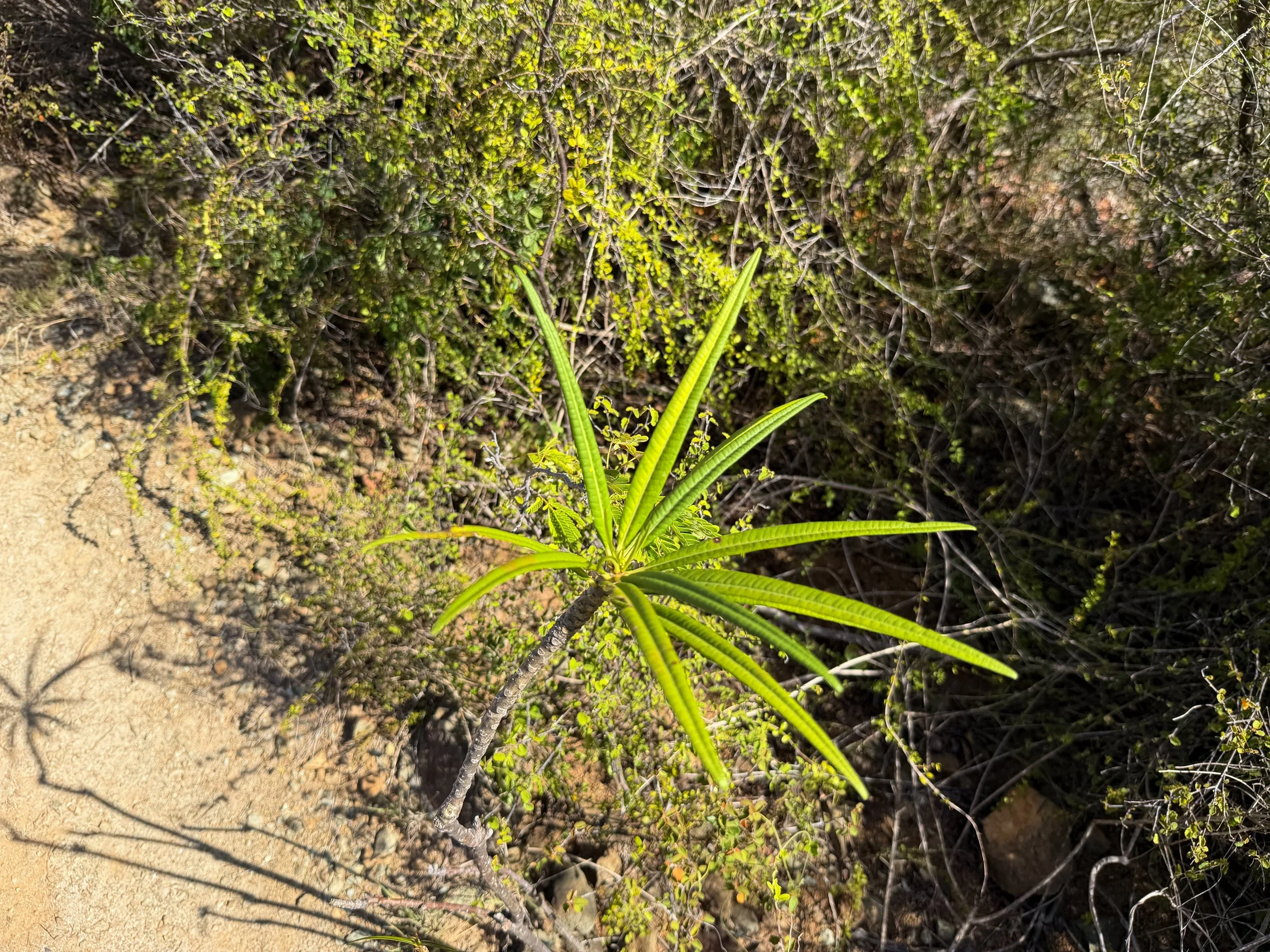 Plumeria alba Virgin Islands National Park