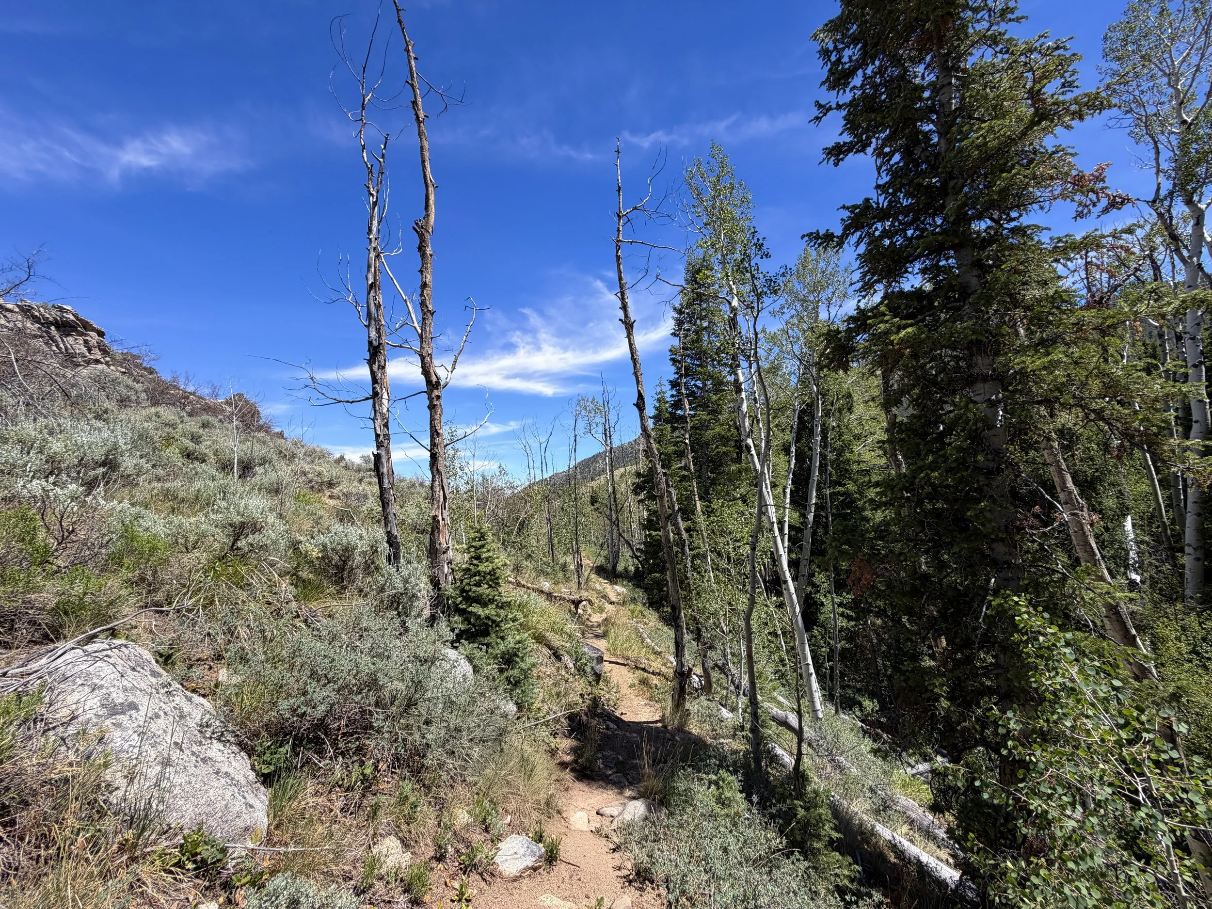 Serviceberry Loop Trail Great Basin National Park Nevada