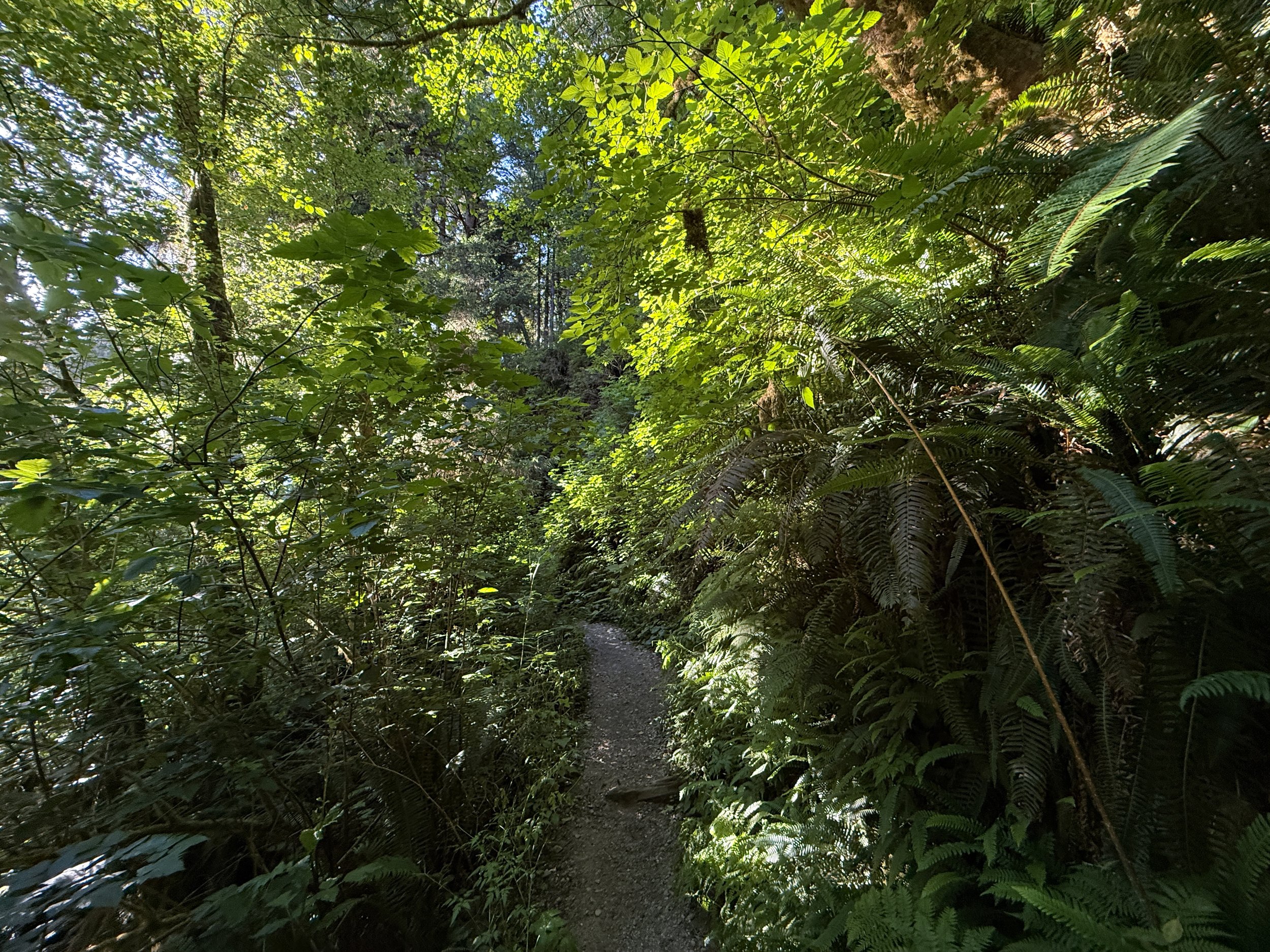 Fern Canyon Loop Hike Prairie Creek Redwoods State Park California