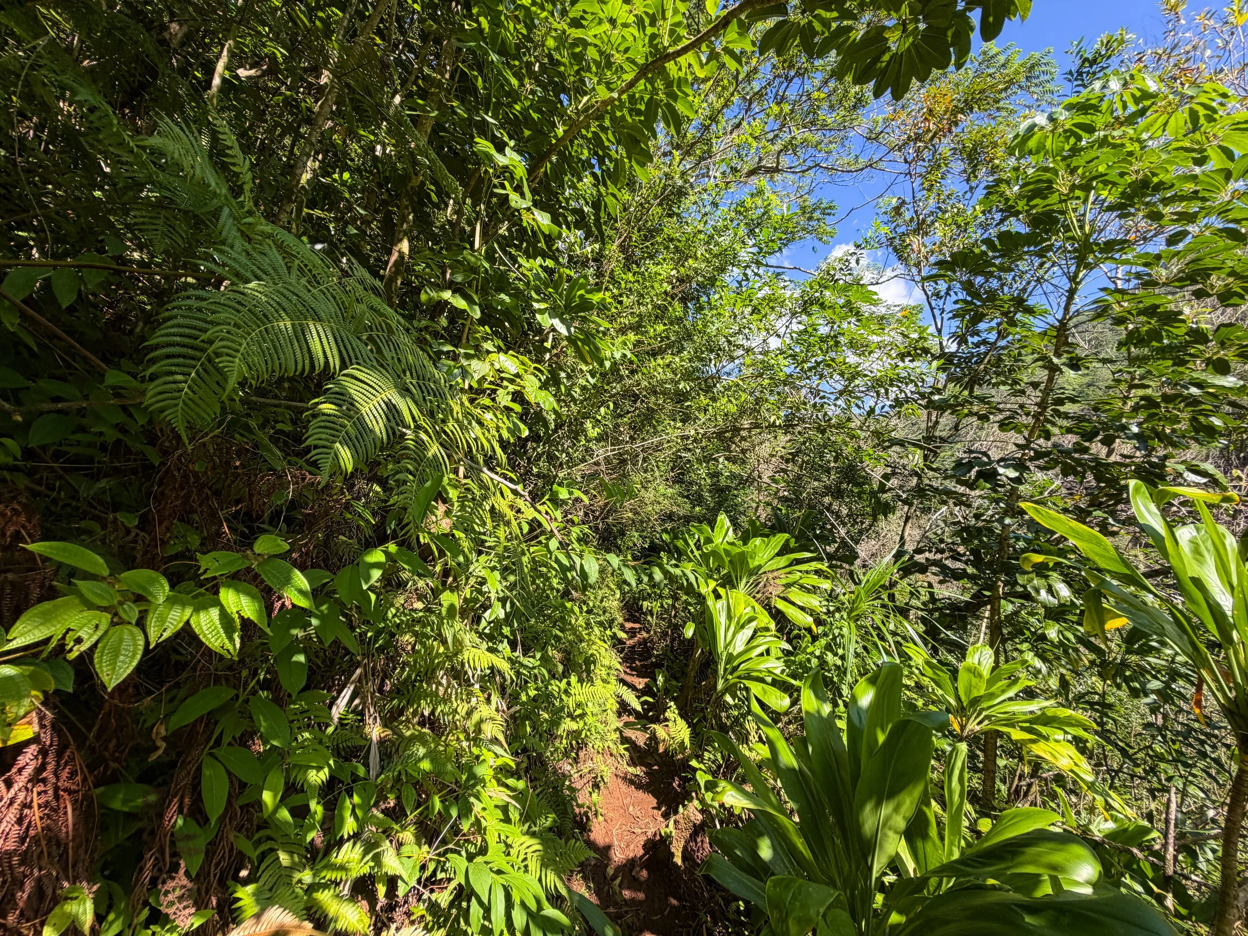 Kaau Crater Loop Trail Oahu Hawaii