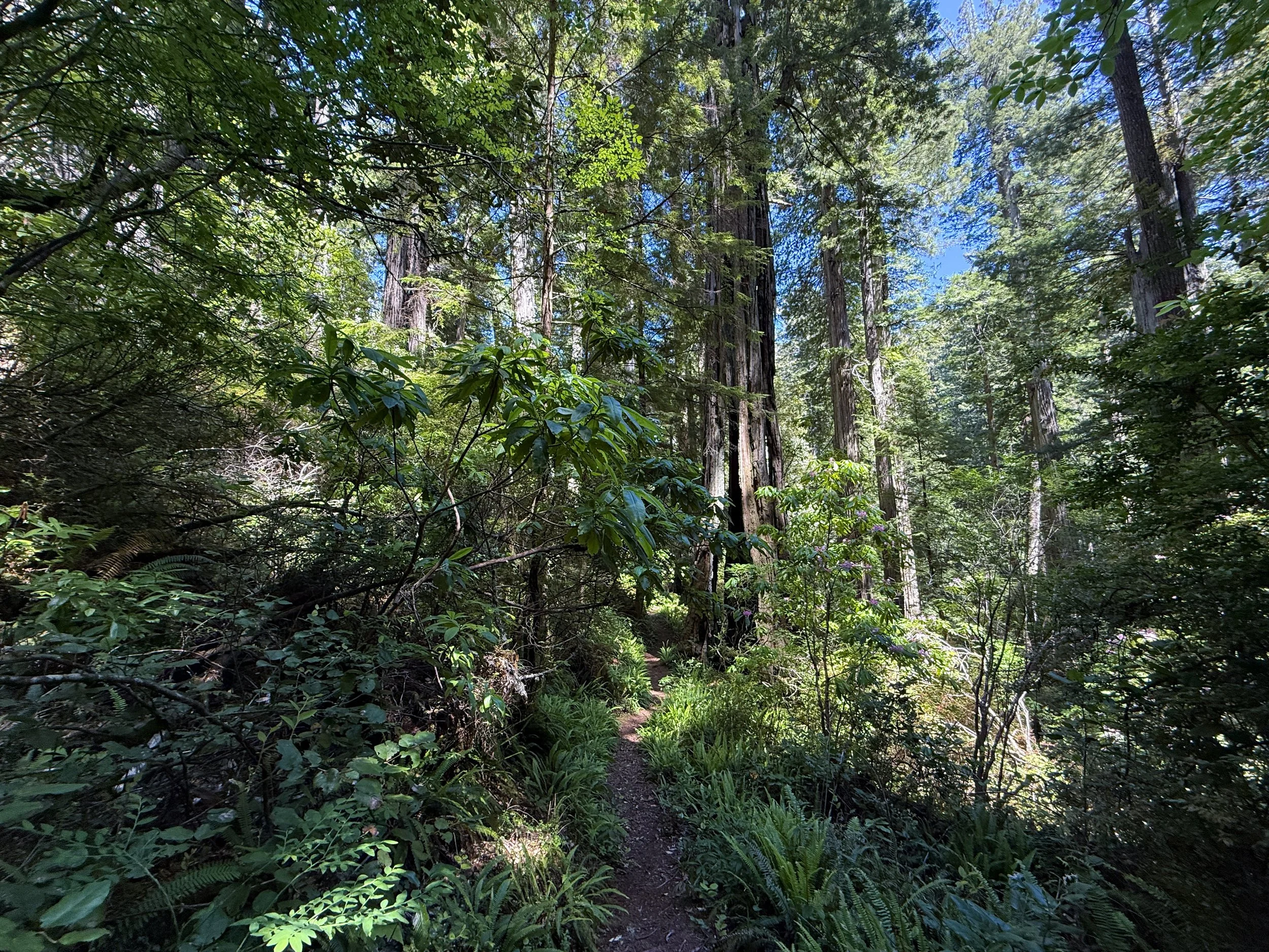 Ten Taypo Trail Prairie Creek Redwoods State Park California