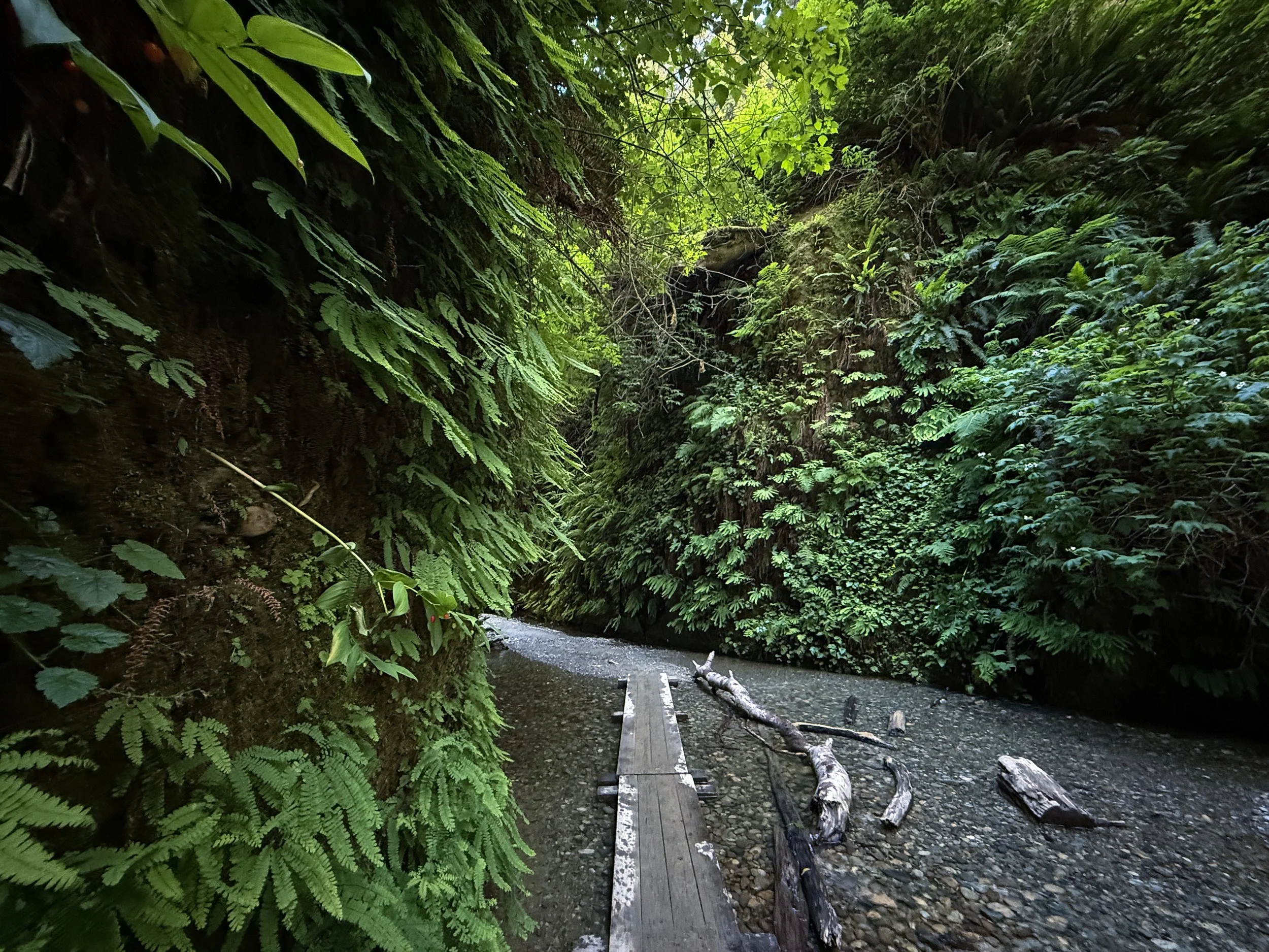 Fern Canyon Loop Trail Prairie Creek Redwoods State Park California