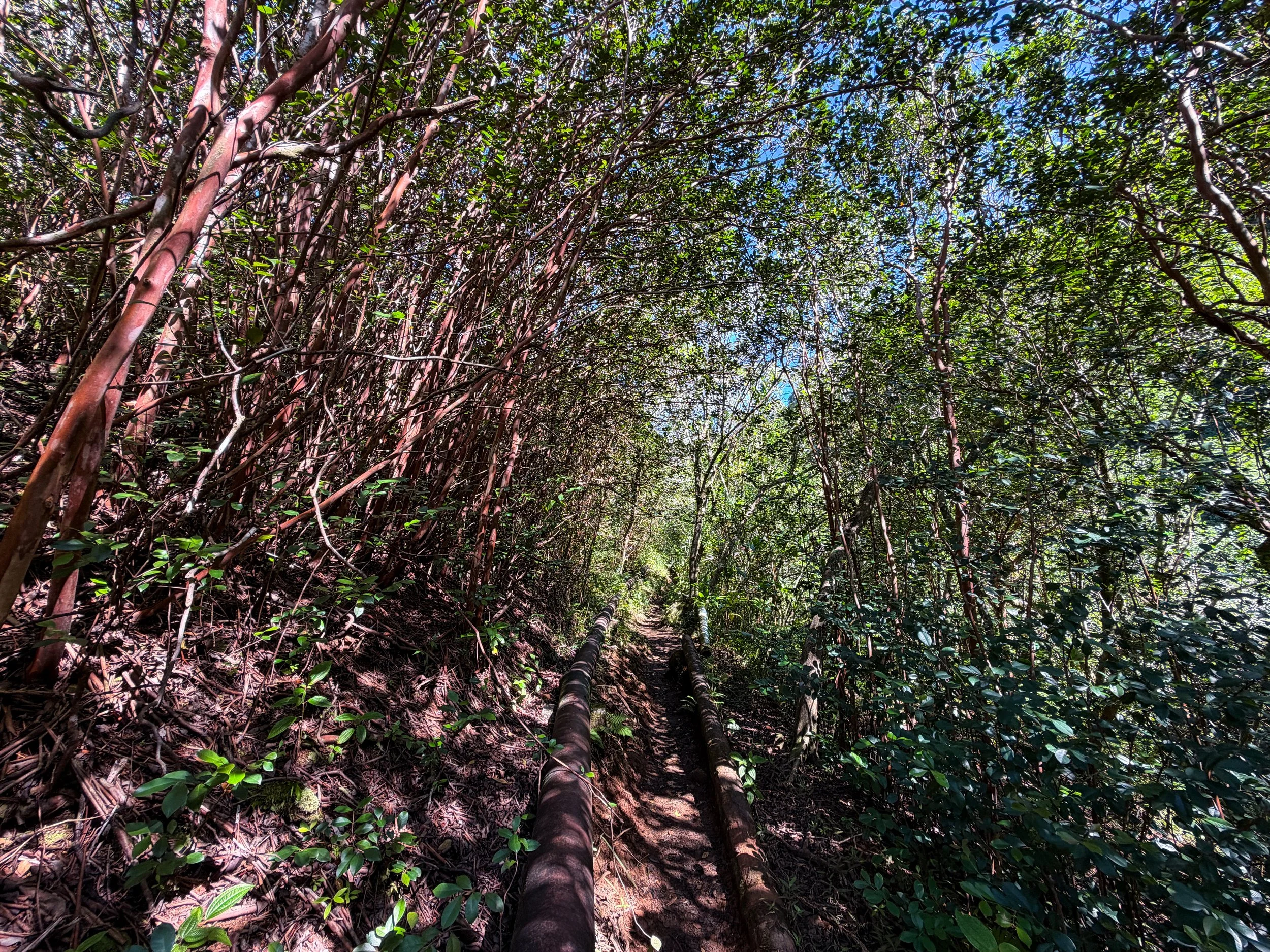 Kaau Crater Hike Oahu Hawaii