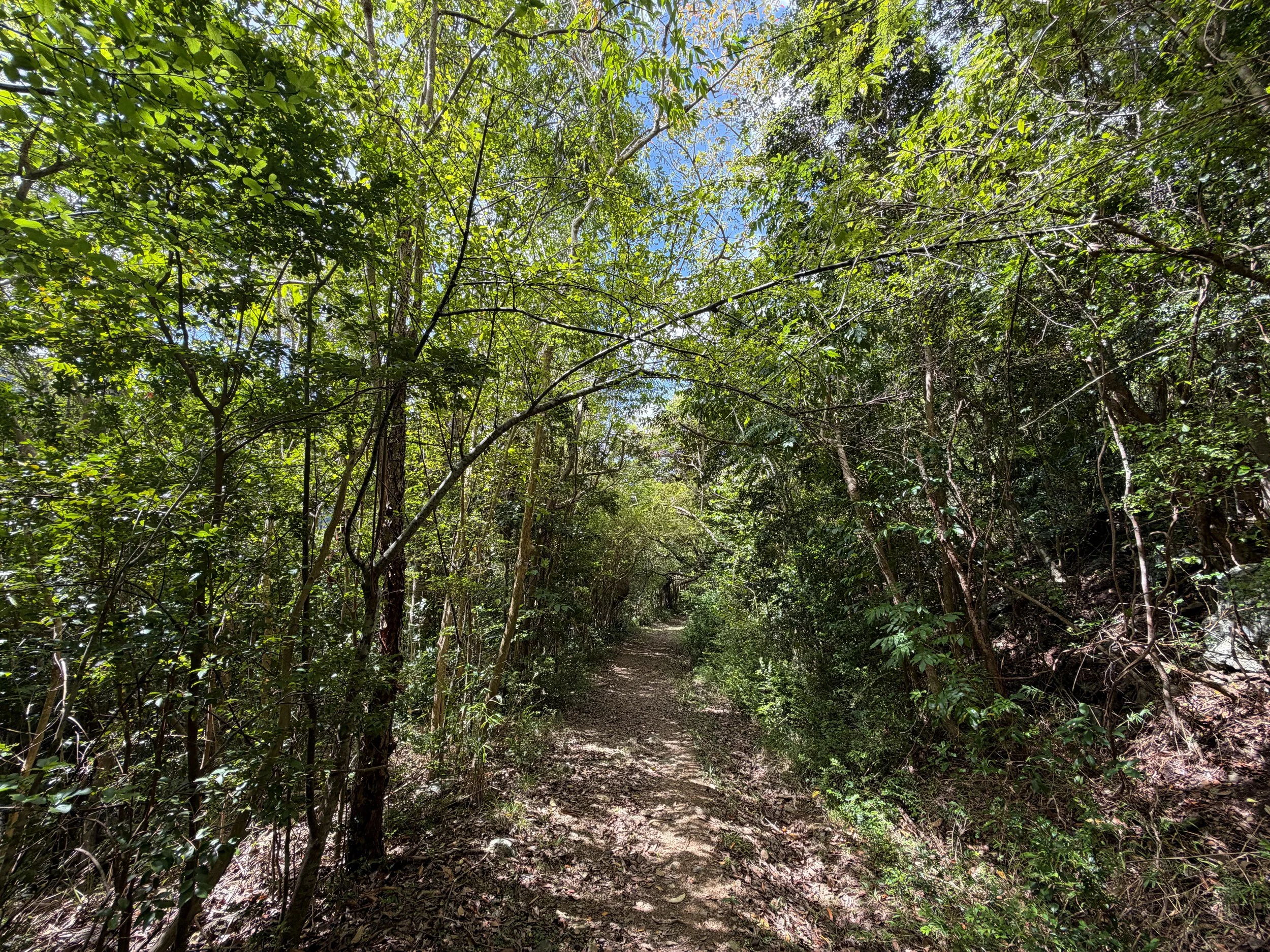 L'Esperance Trail Virgin Islands National Park