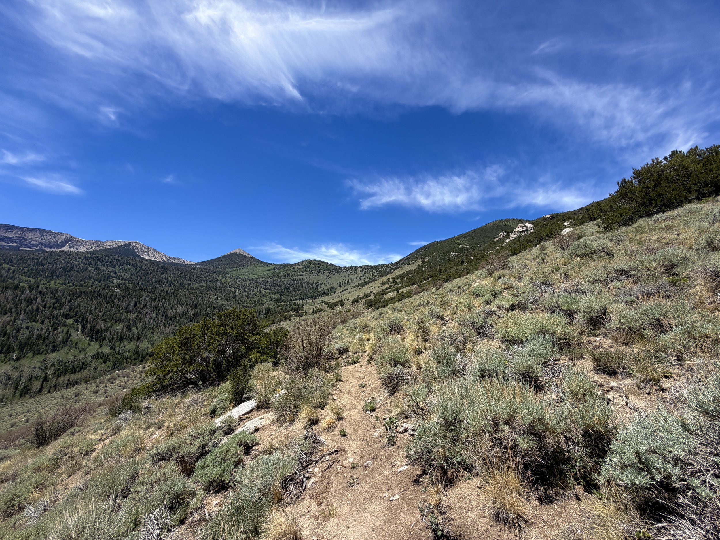 Serviceberry Loop Trail Great Basin National Park Nevada