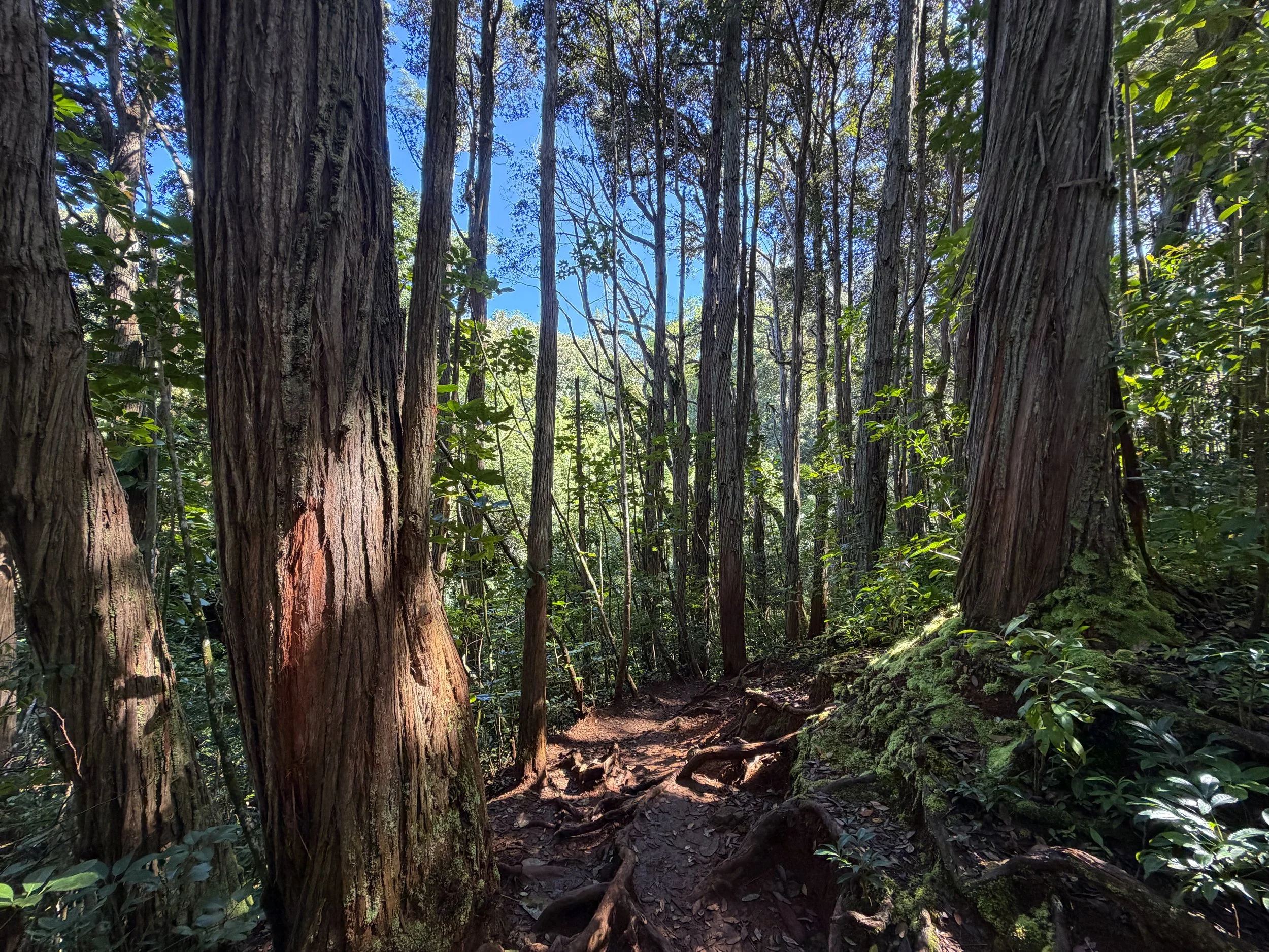 Judd Trail Oahu Hawaii