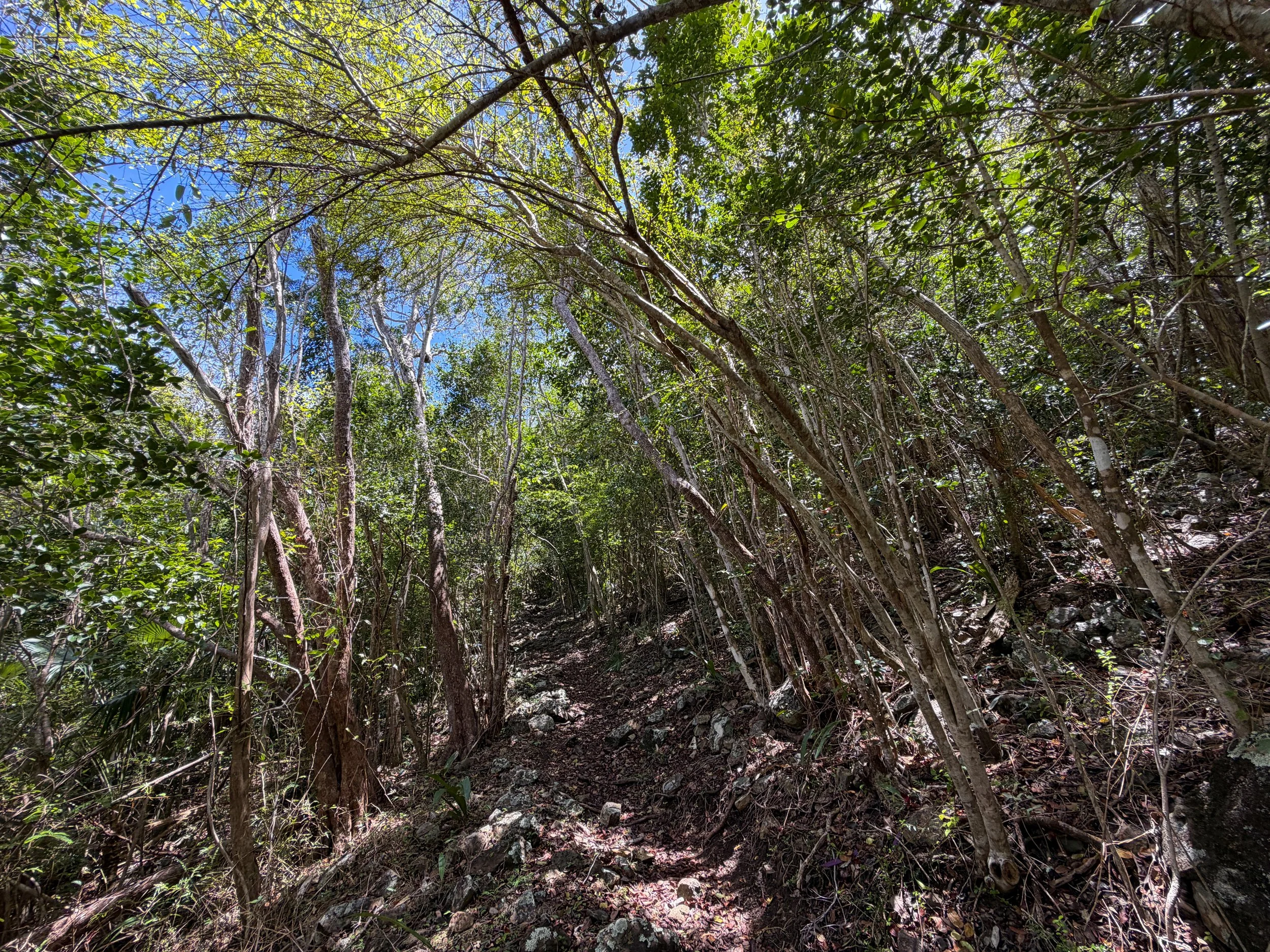 Tamarind Hike Virgin Islands National Park