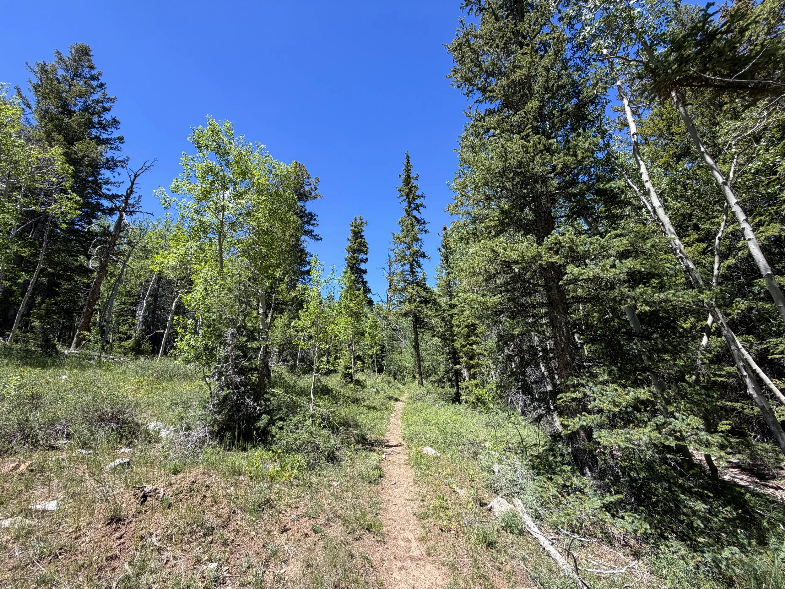 Timber Creek Loop Trail Great Basin National Park Nevada