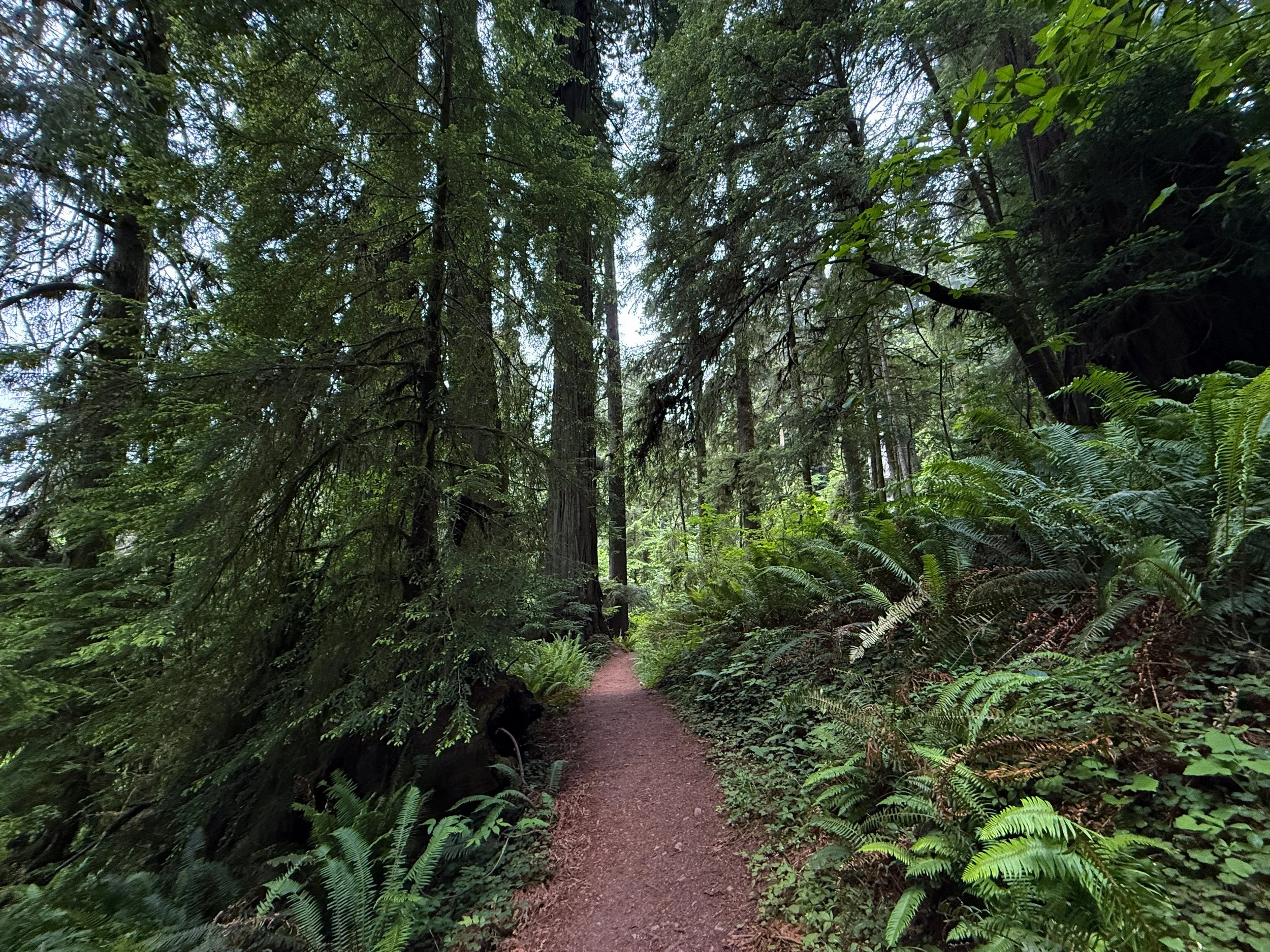 Boy Scout Tree Trail Jedediah Smith Redwoods State Park California