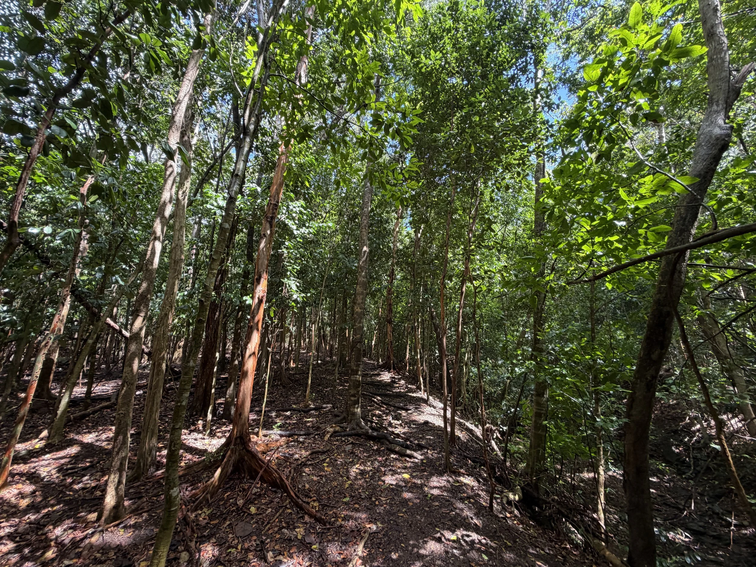 Cinnamon Bay Loop Hike Virgin Islands National Park