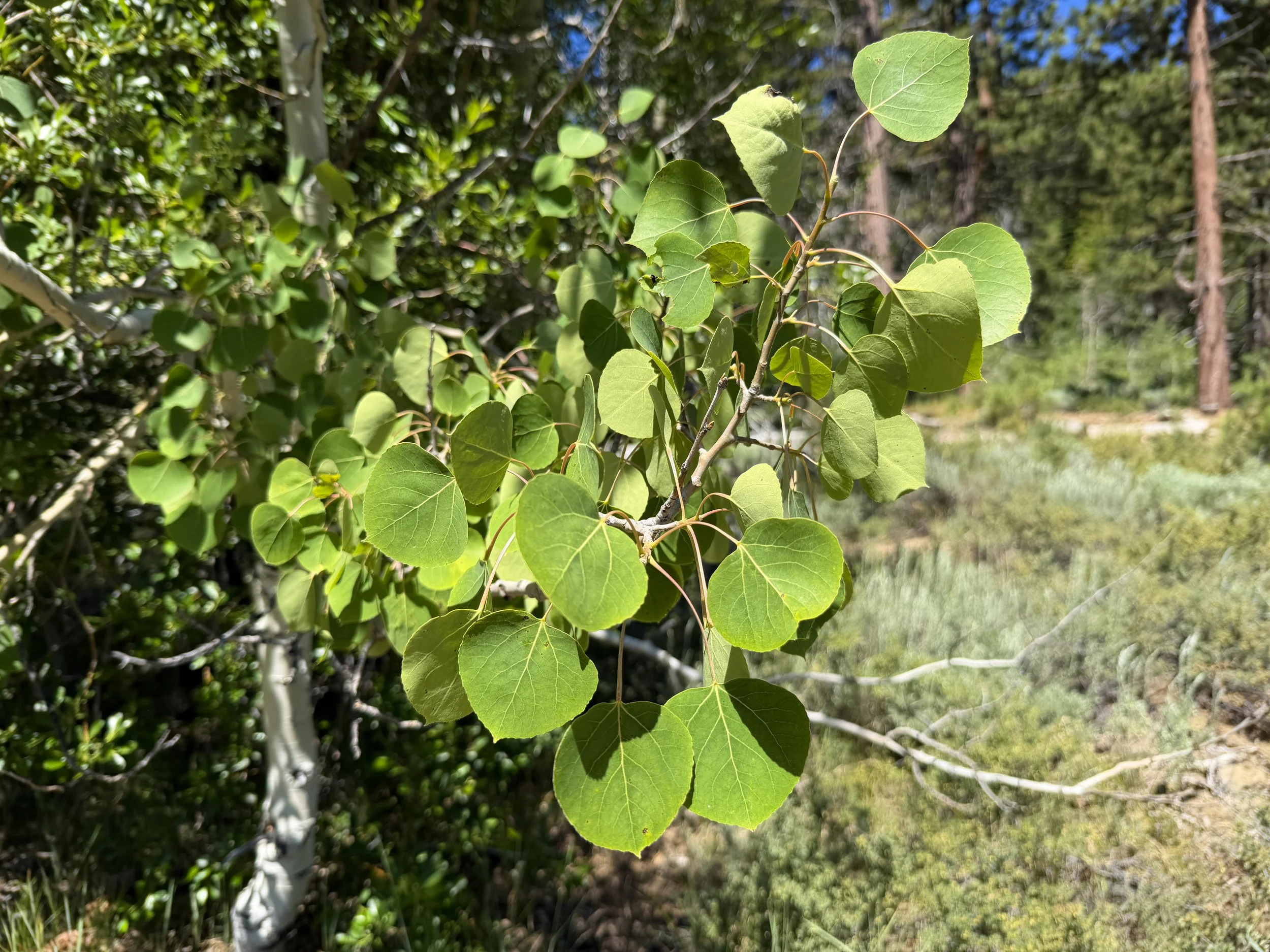 Aspen Populus tremuloides