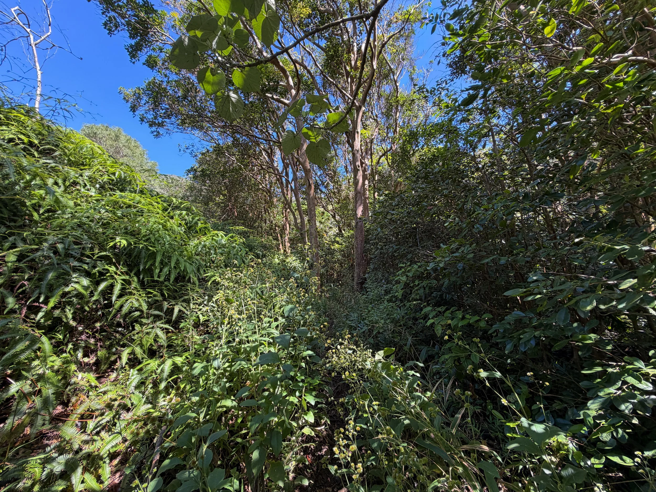 Kulanaahane Hike to Moanalua Saddle Oahu Hawaii