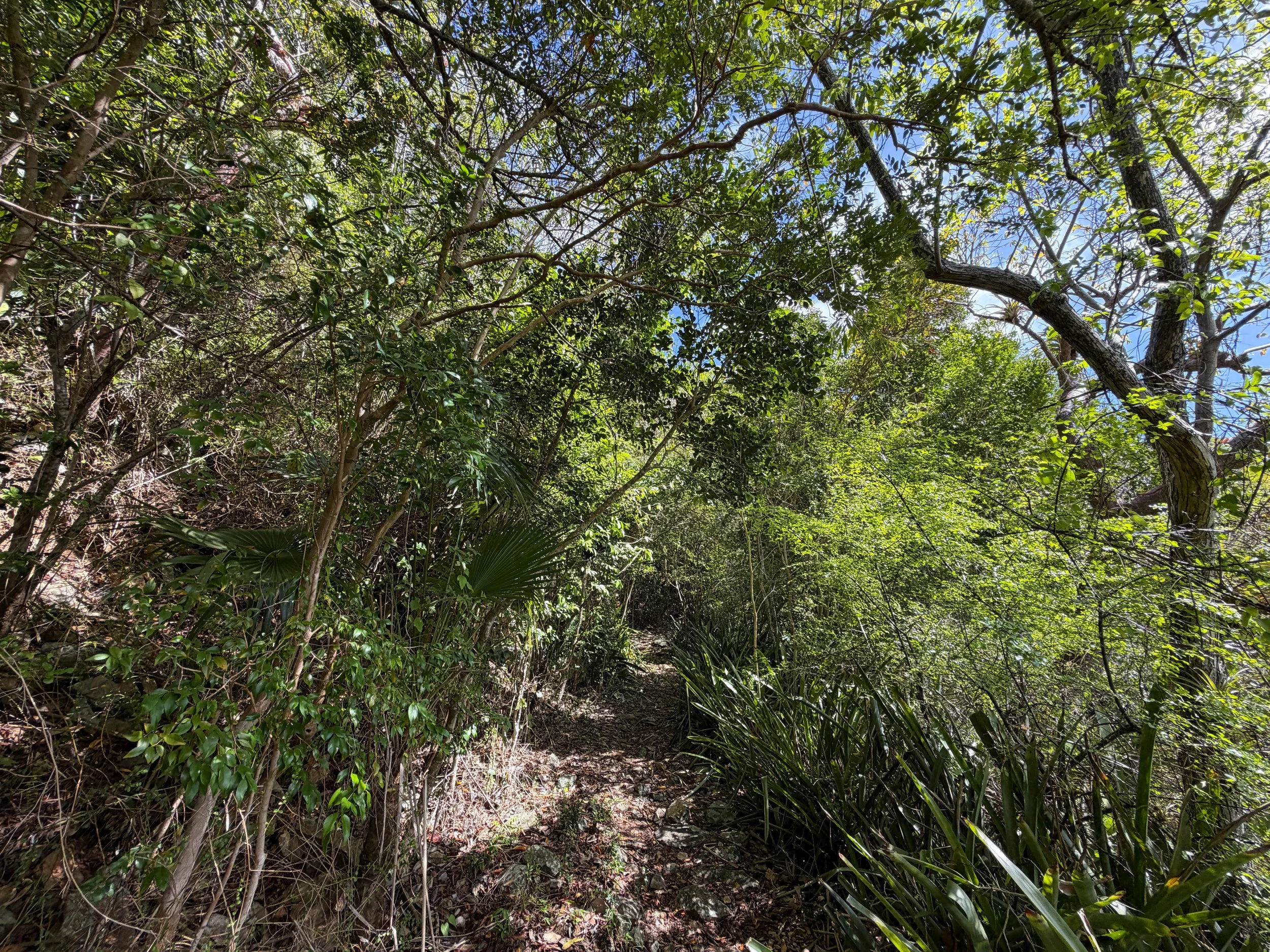 Bordeaux Mountain Trail Virgin Islands National Park