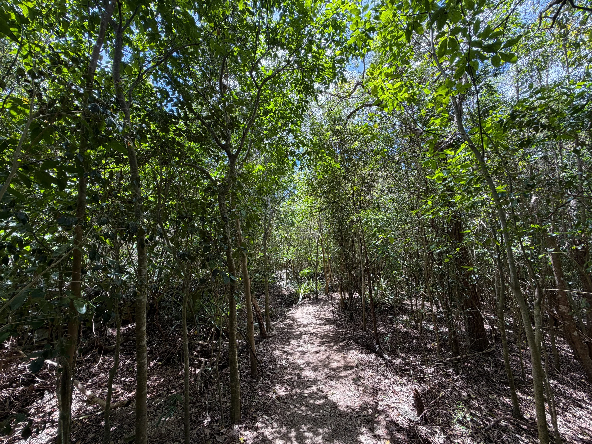 Reef Bay Trail Virgin Islands National Park