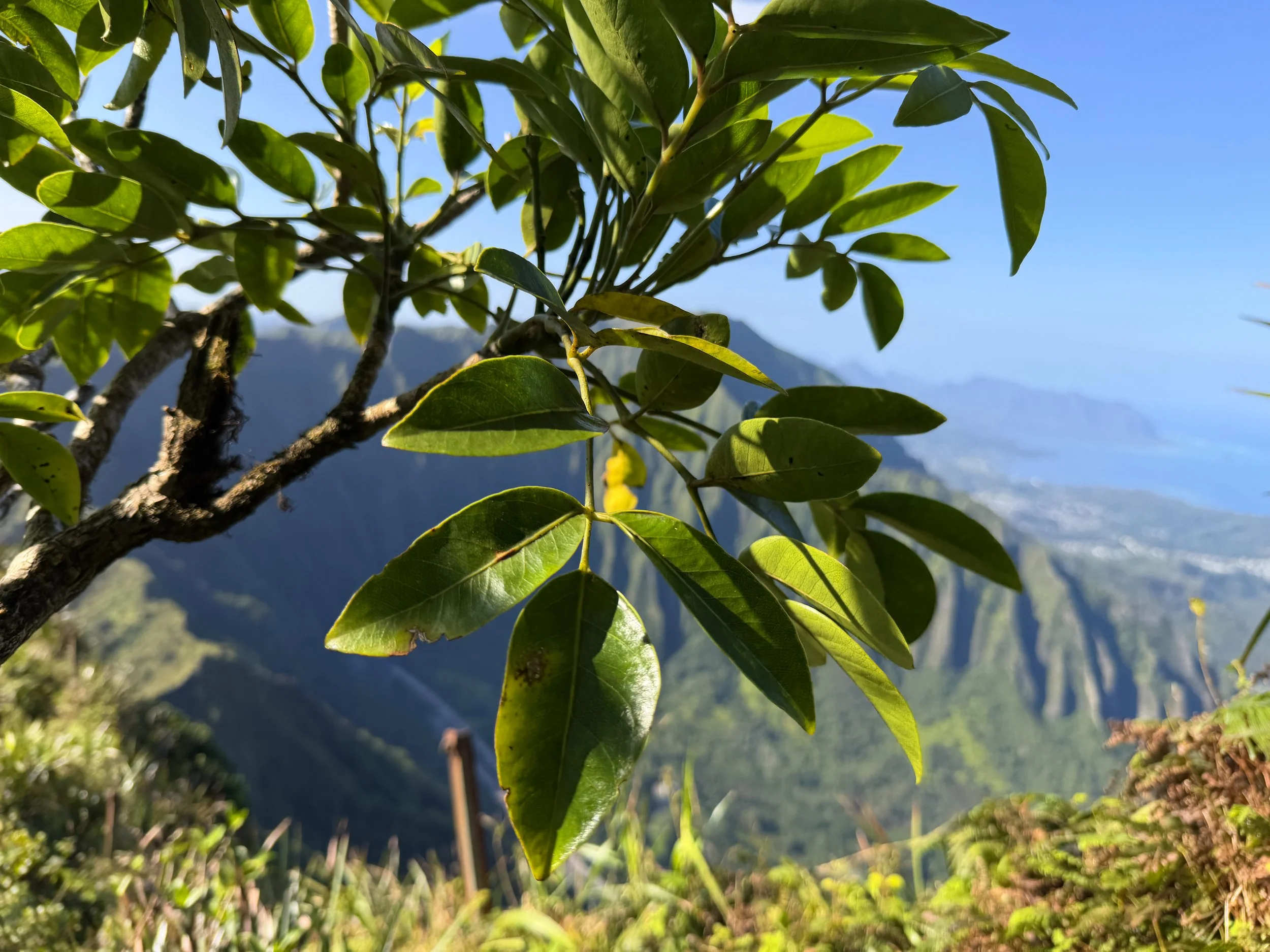 Ohe Mauka Polyscias oahuensis