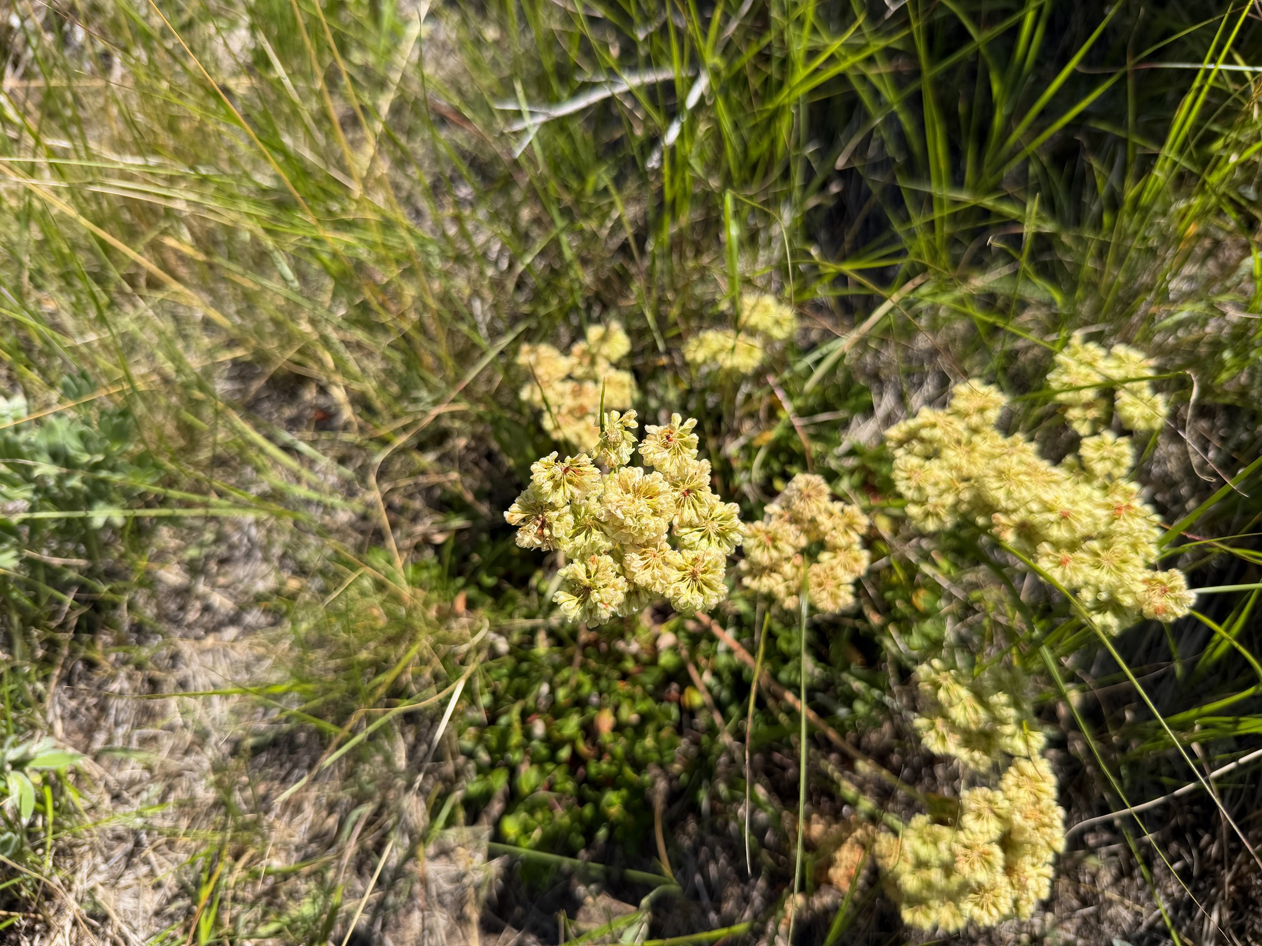 Sulfur Flower Buckwheat Eriogonum umbellatum