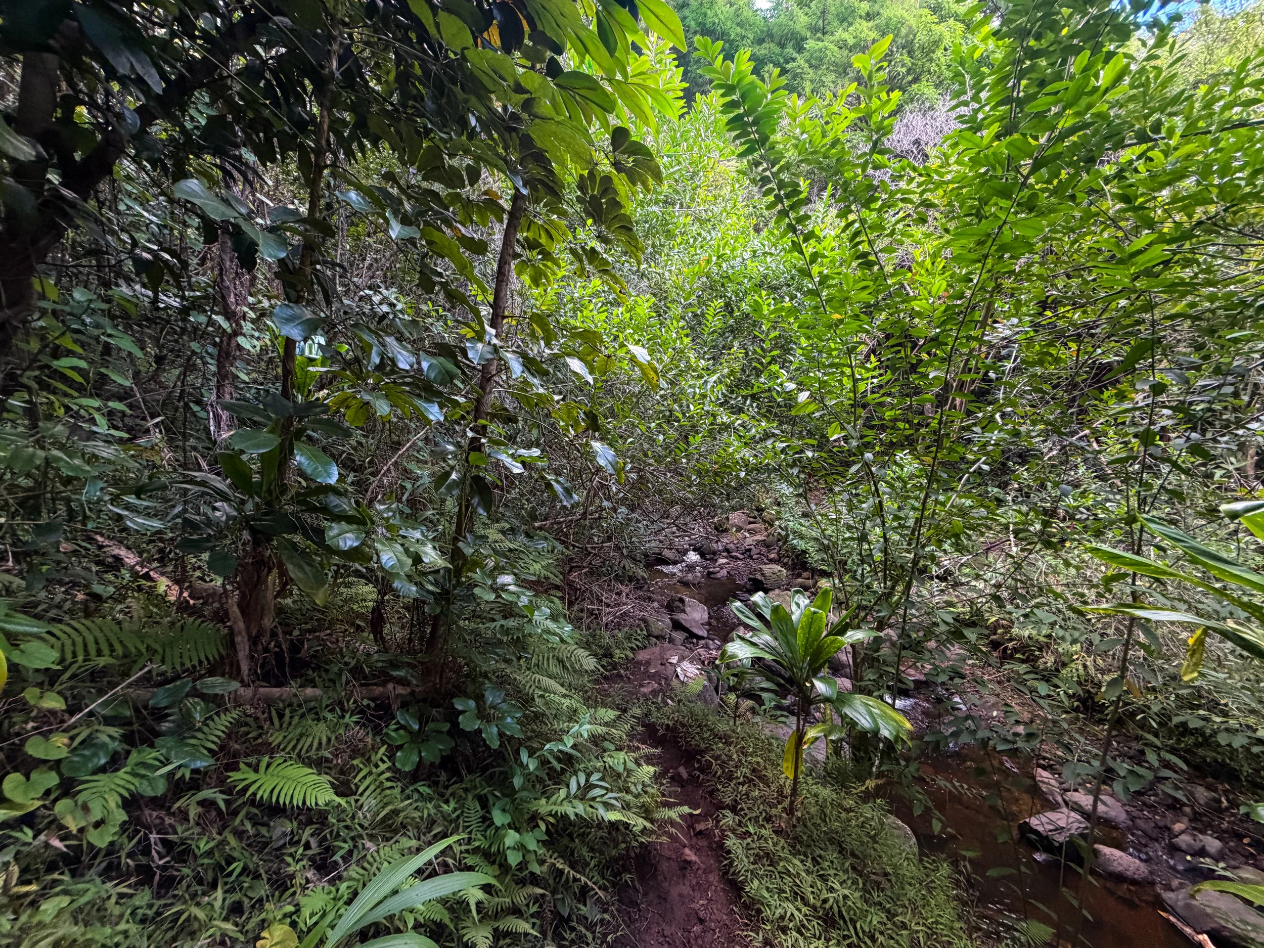 Kaau Crater Trail Oahu Hawaii