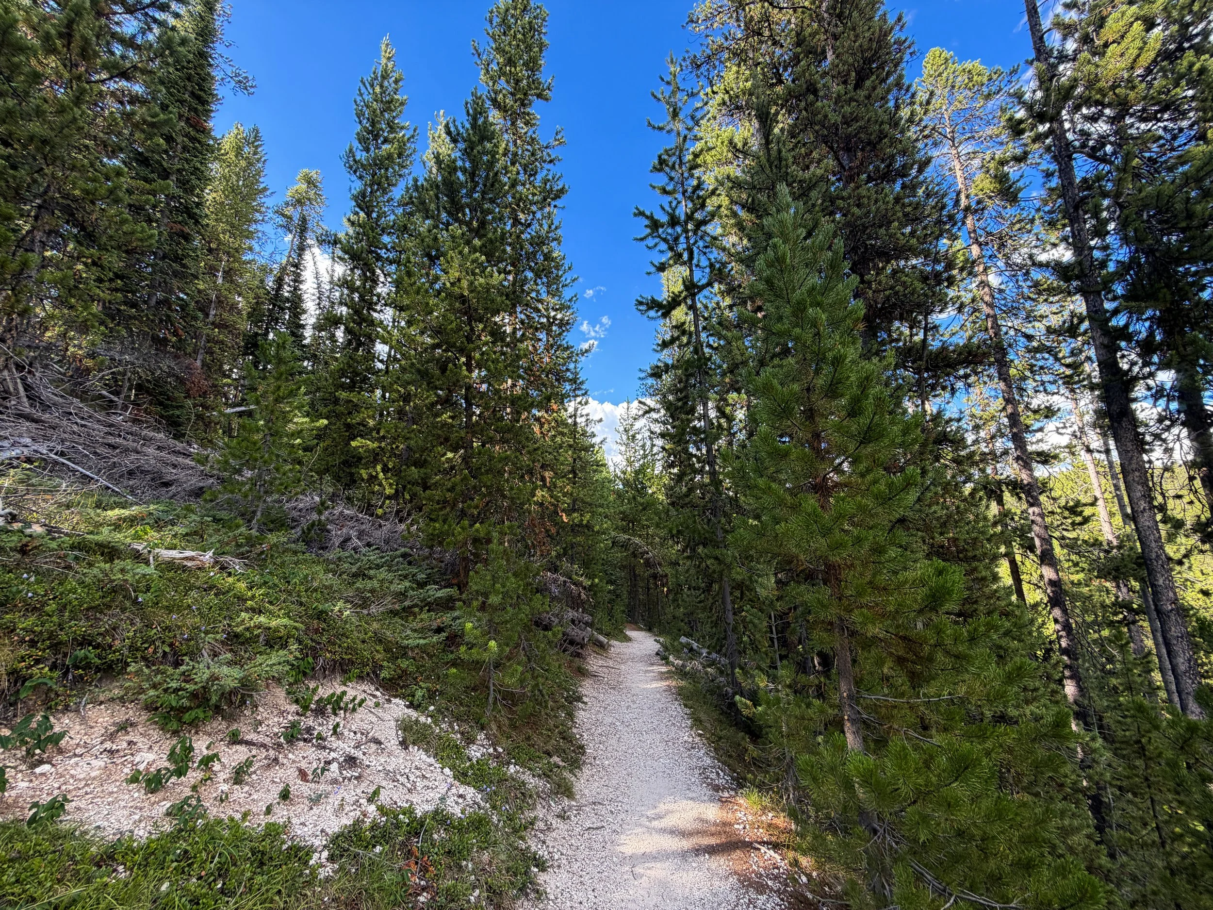 North Rim Trail Yellowstone National Park Wyoming