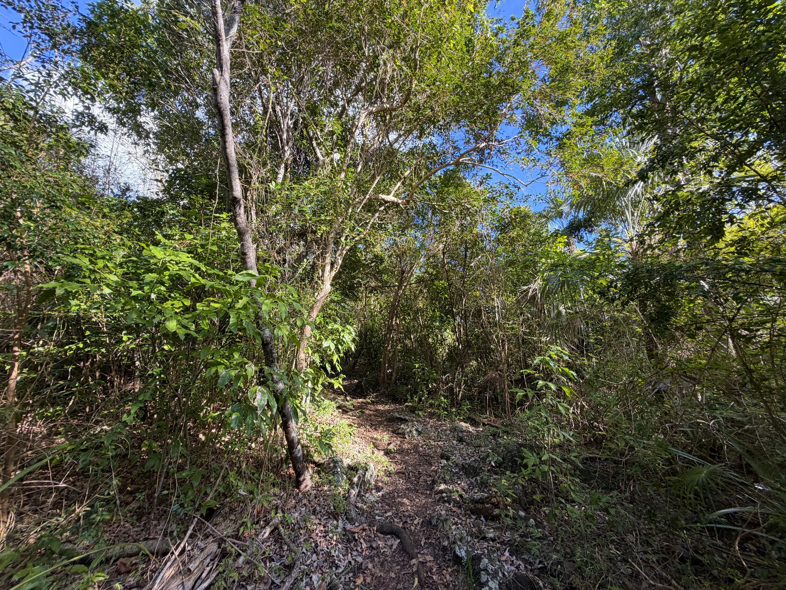 Caneel Hill Spur Trail Virgin Islands National Park