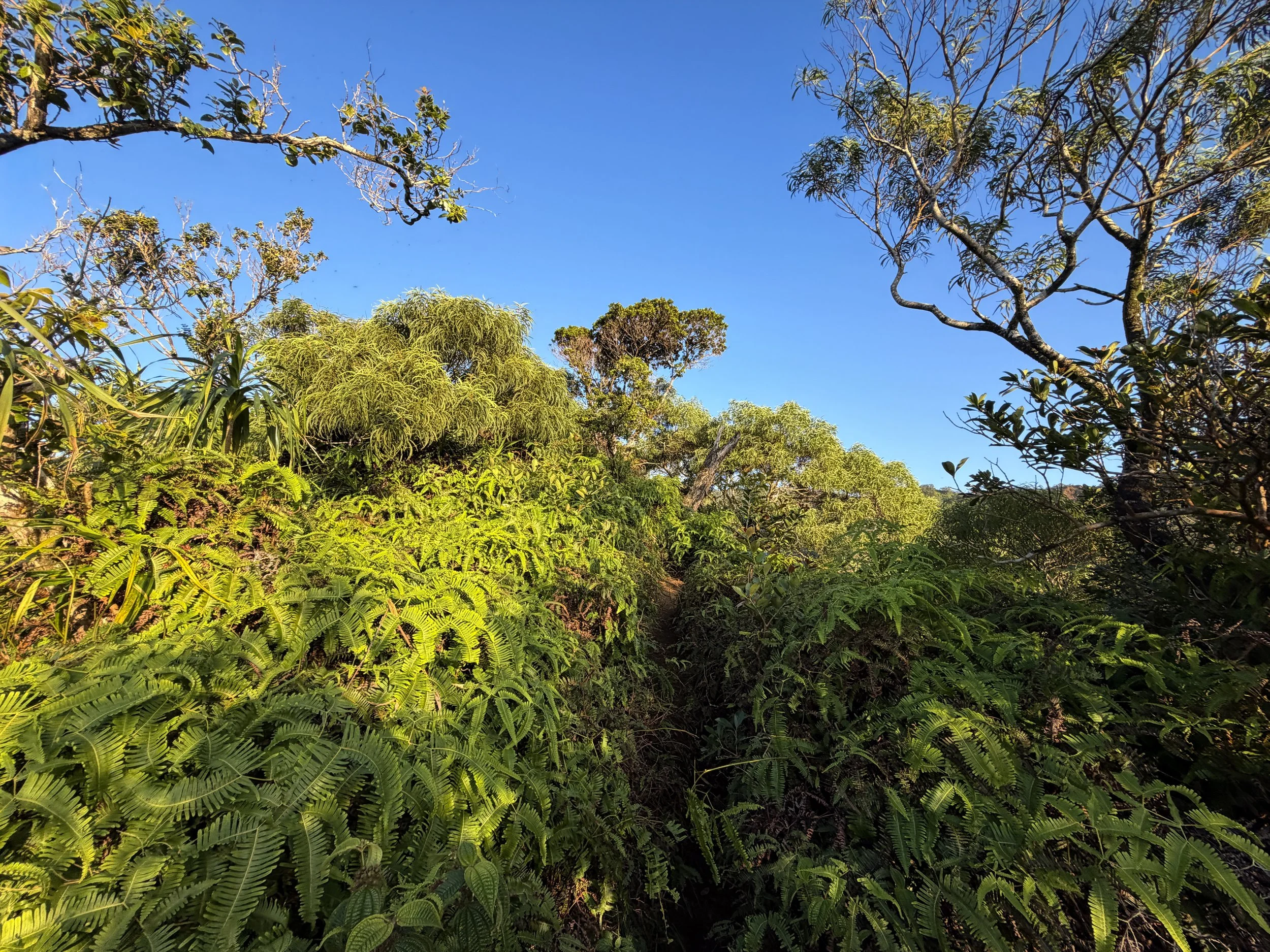 Moanalua Middle Ridge Trail Oahu Hawaii