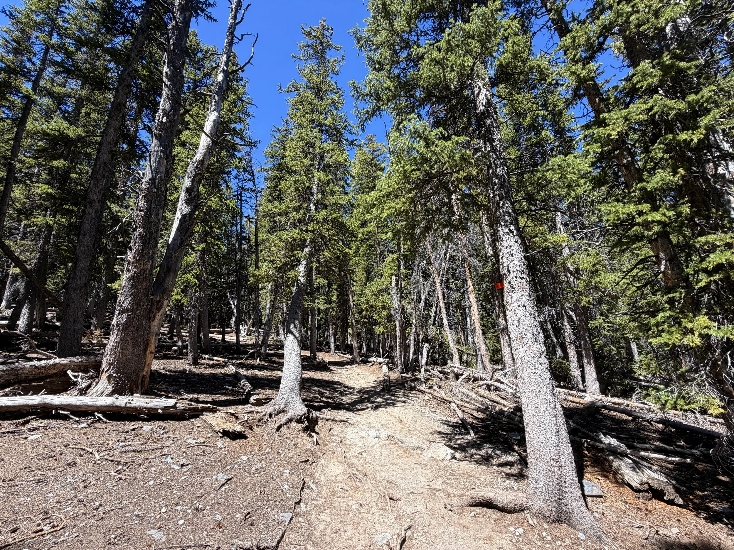 Bristlecone Hike Great Basin National Park Nevada