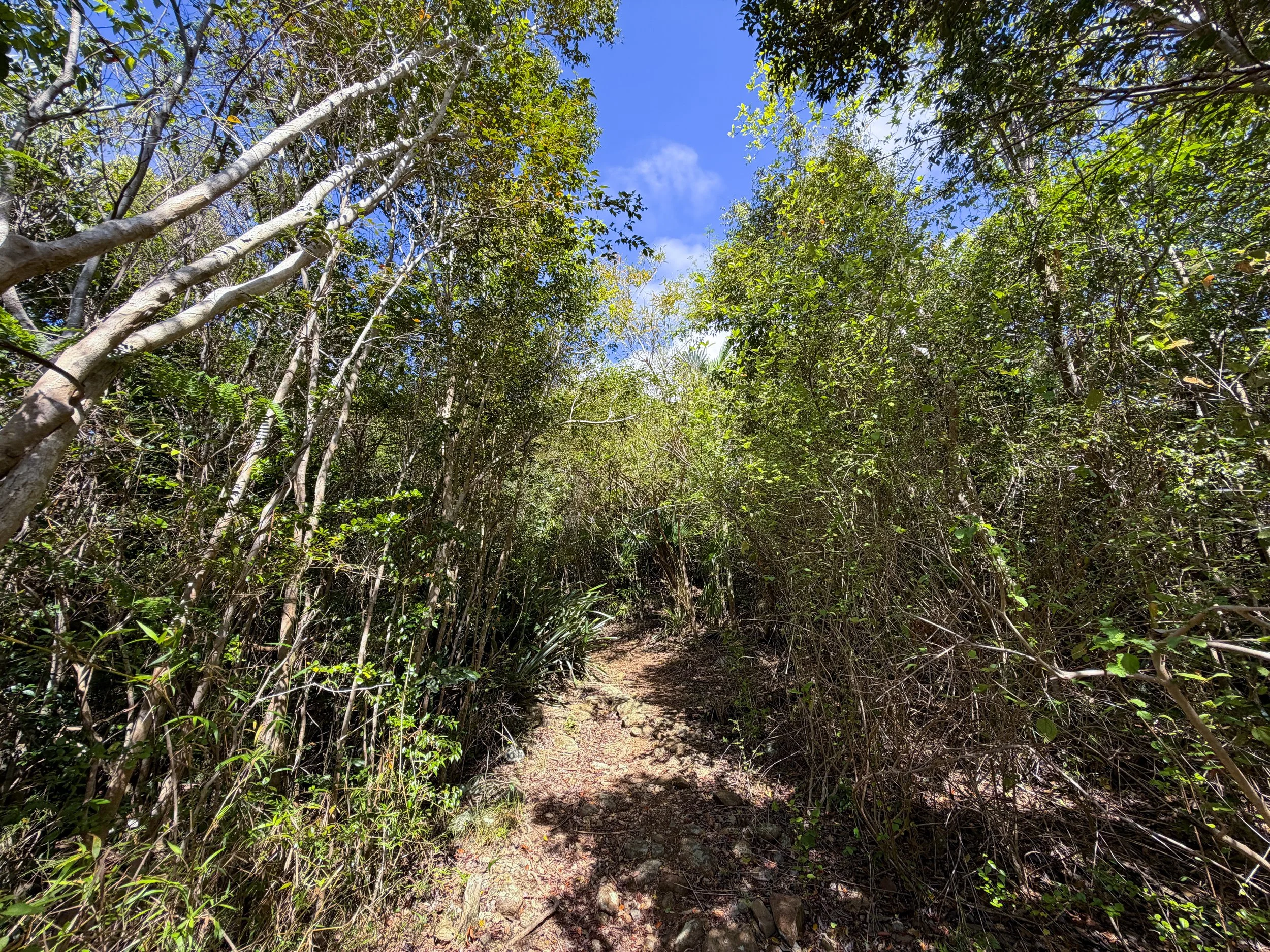 Bordeaux Mountain Trail Virgin Islands National Park