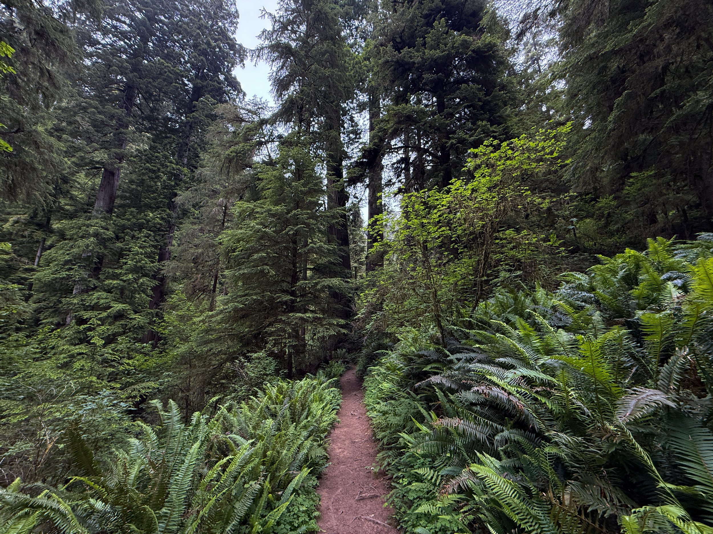Boy Scout Tree Trail Jedediah Smith Redwoods State Park California