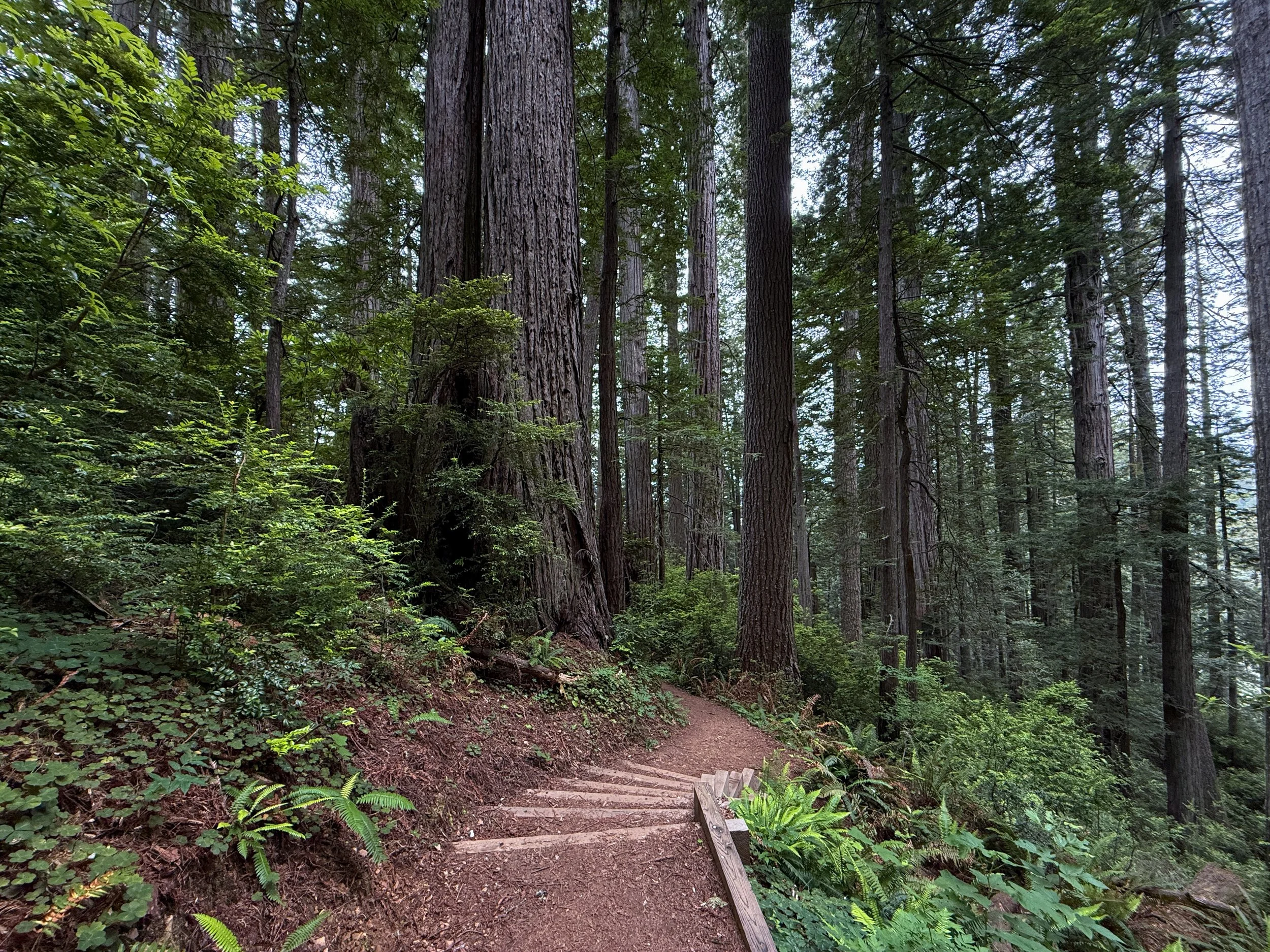 Damnation Creek Hike Del Norte Coast Redwoods State Park California