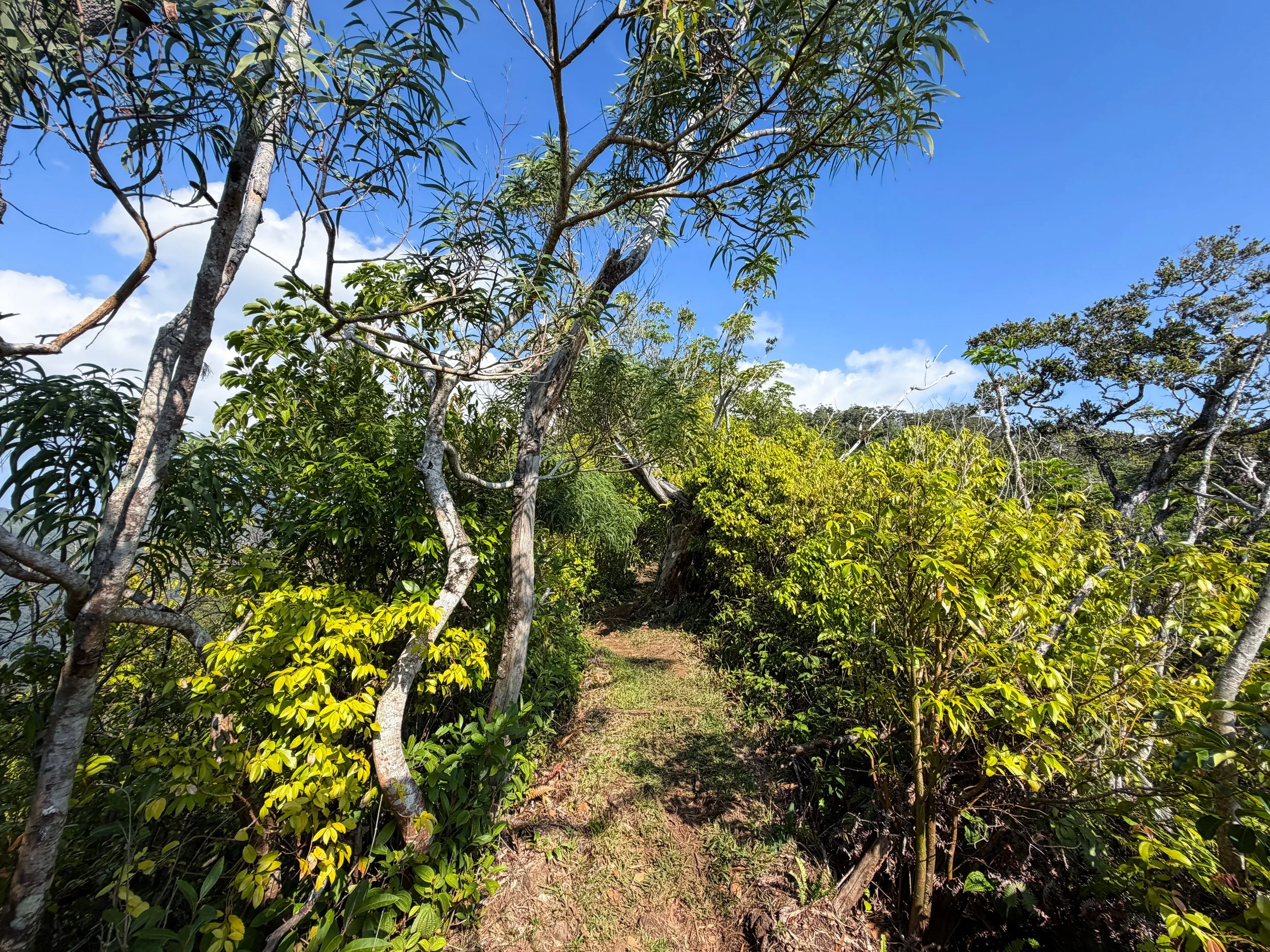 Nuuanu Trail Oahu Hawaii