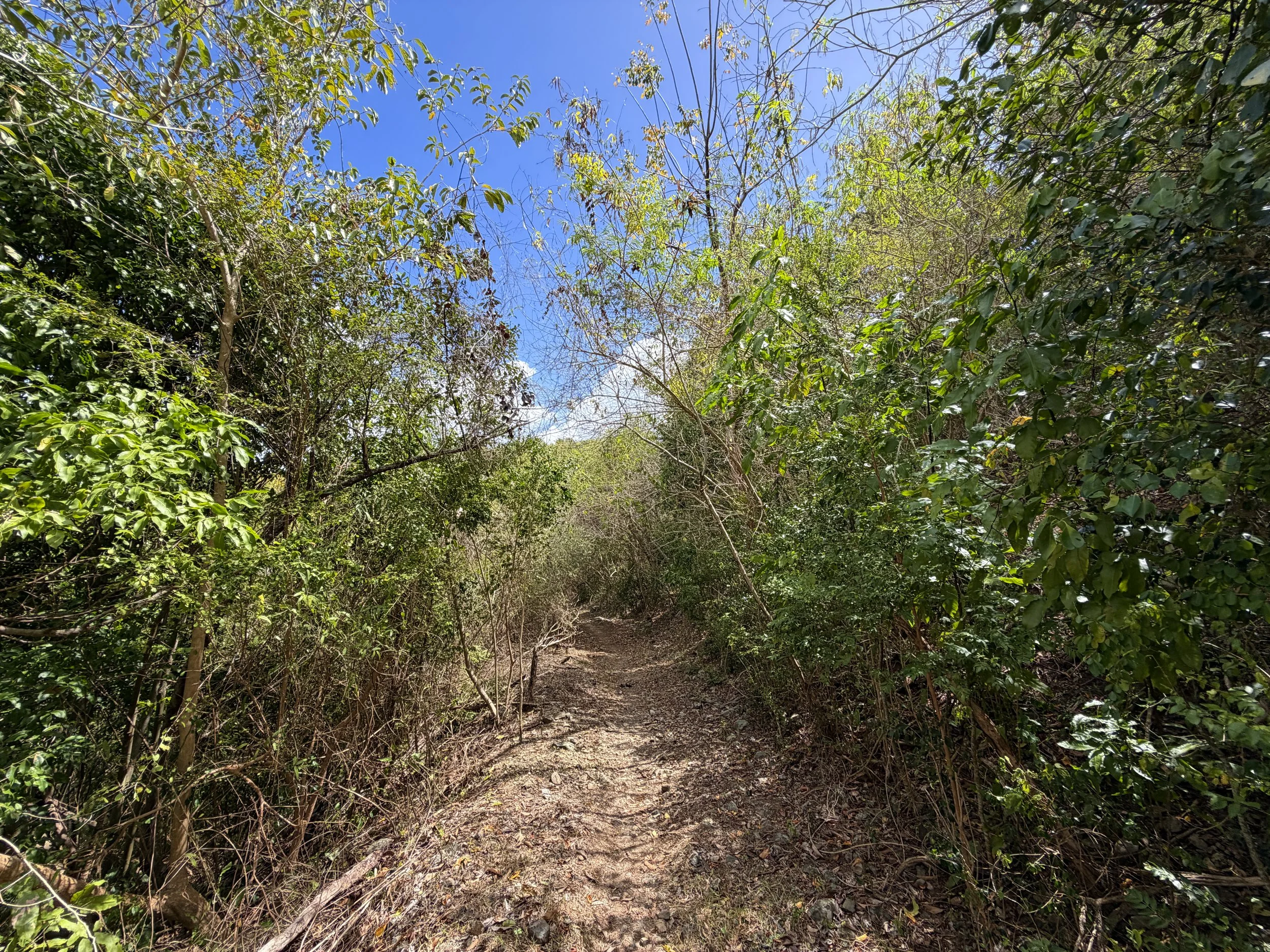 Johnny Horn Hike Virgin Islands National Park
