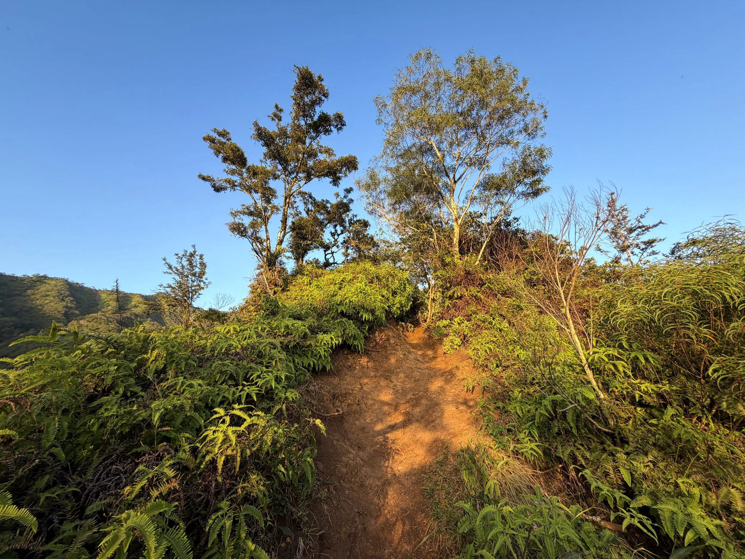Moanalua Middle Ridge Trail Oahu Hawaii