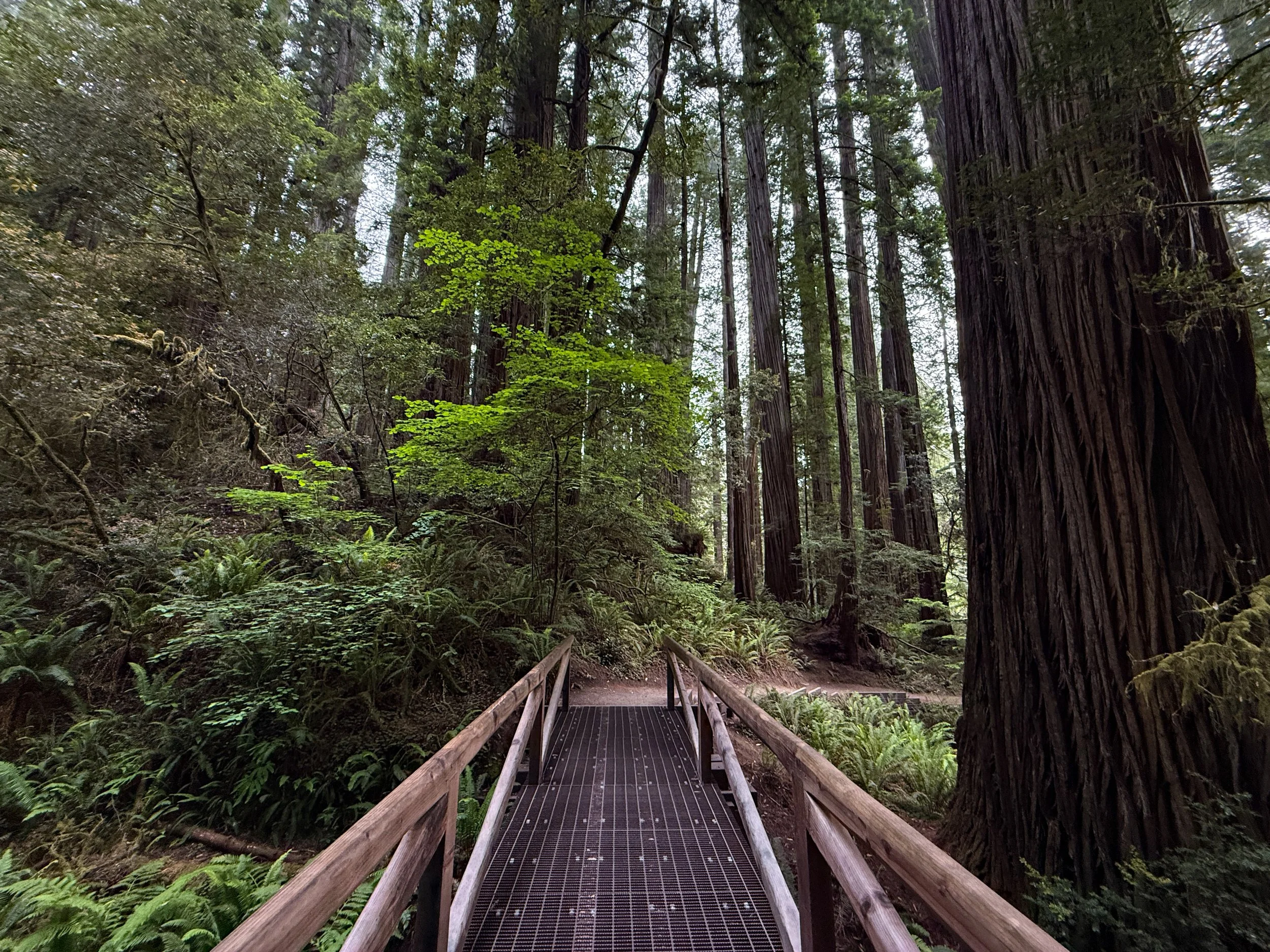 Grove of the Titans Trail Jedediah Smith Redwoods State Park California