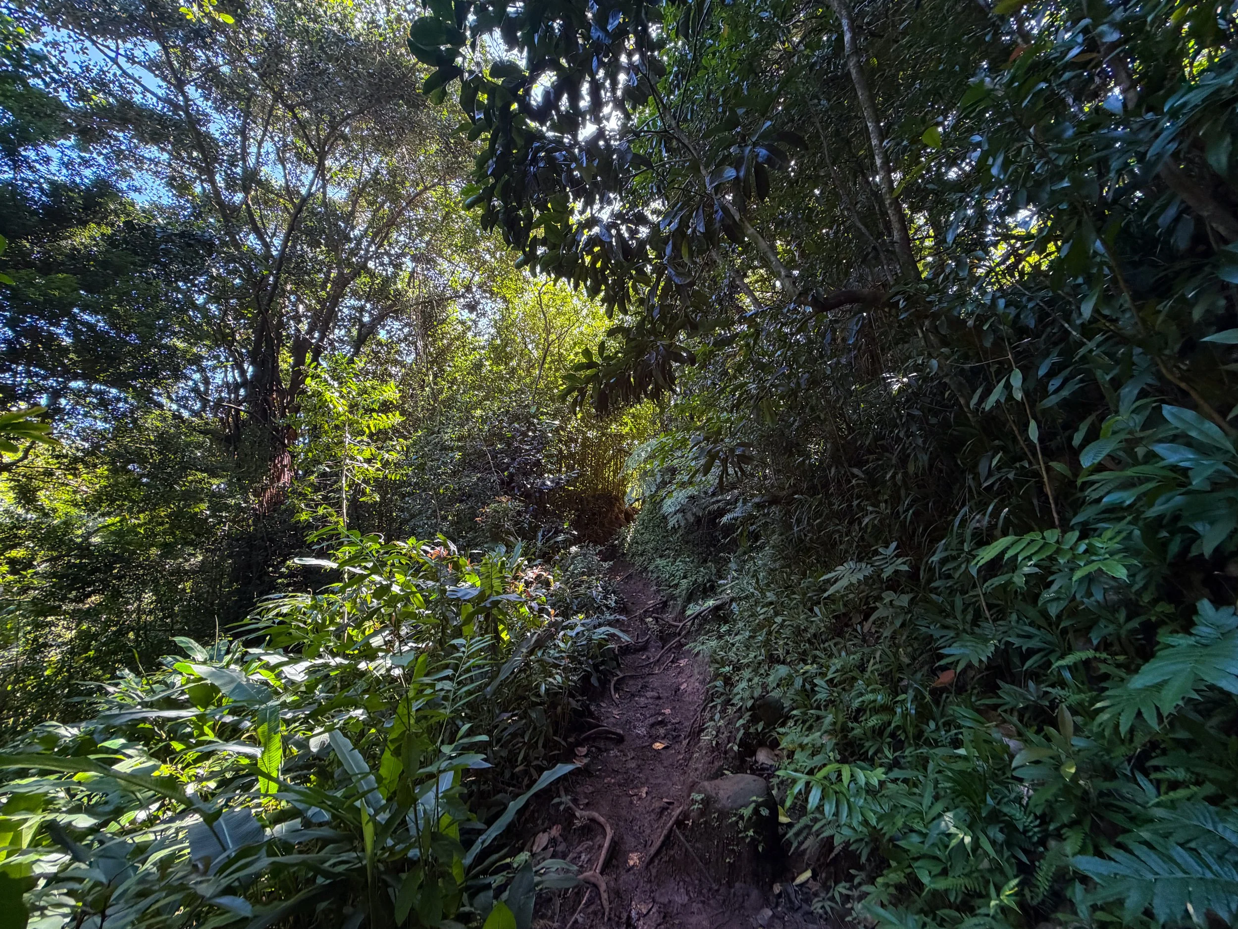 Aihualama to Pauoa Flats Trail Oahu Hawaii