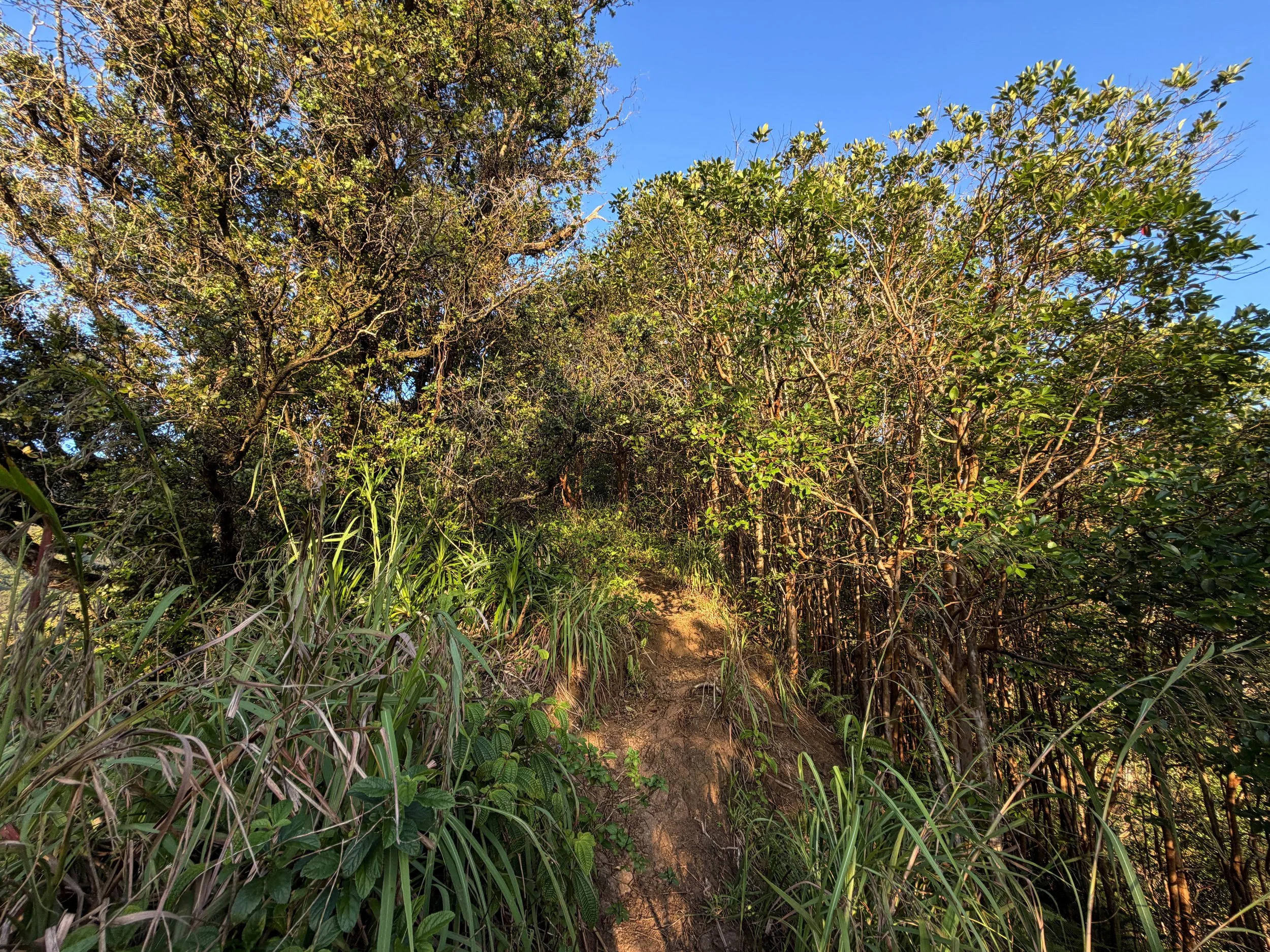 Moanalua Middle Ridge Trail to Stairway to Heaven Oahu Hawaii
