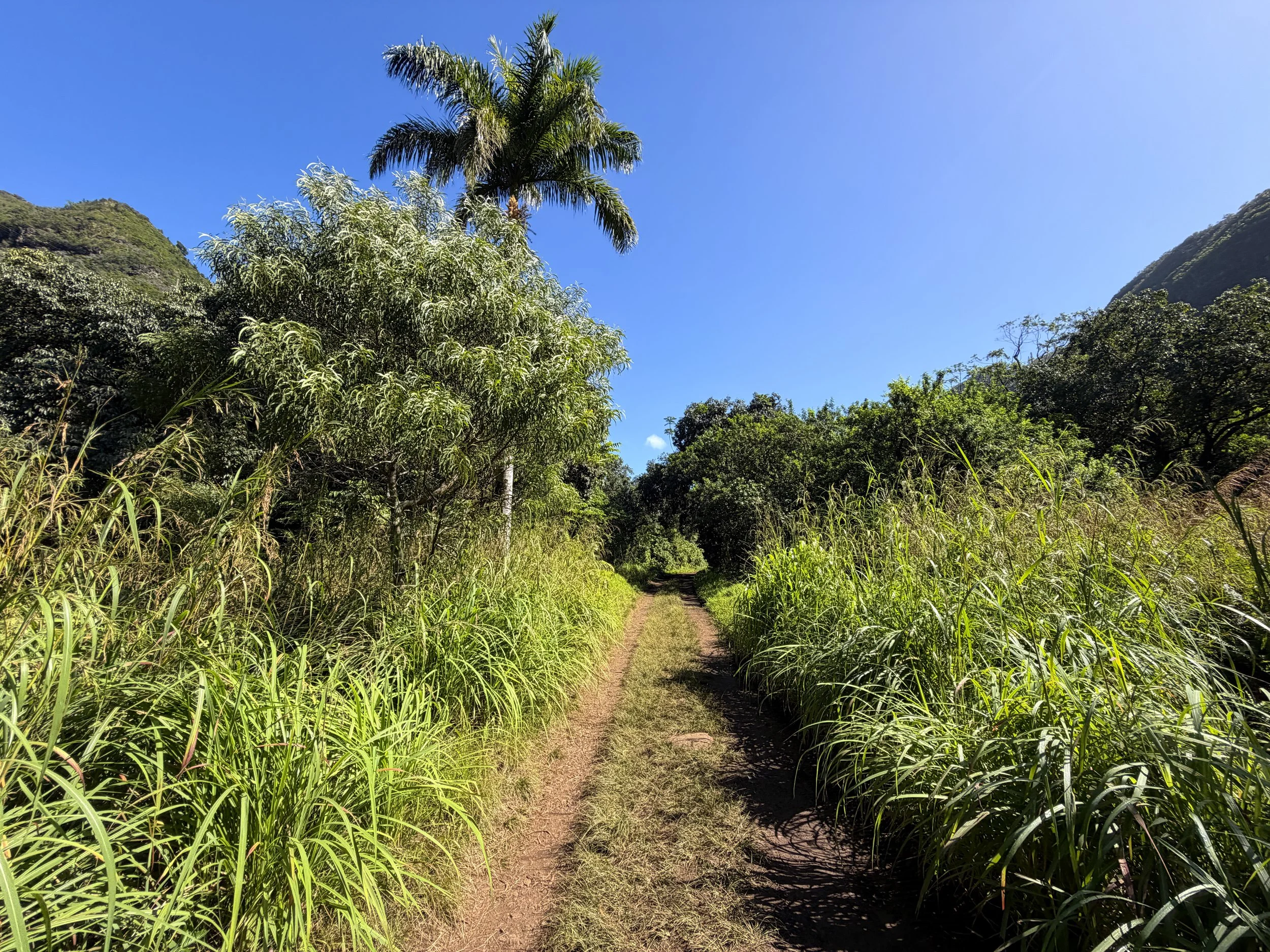 Tripler Ridge Trail via Moanalua Valley Trail Oahu Hawaii